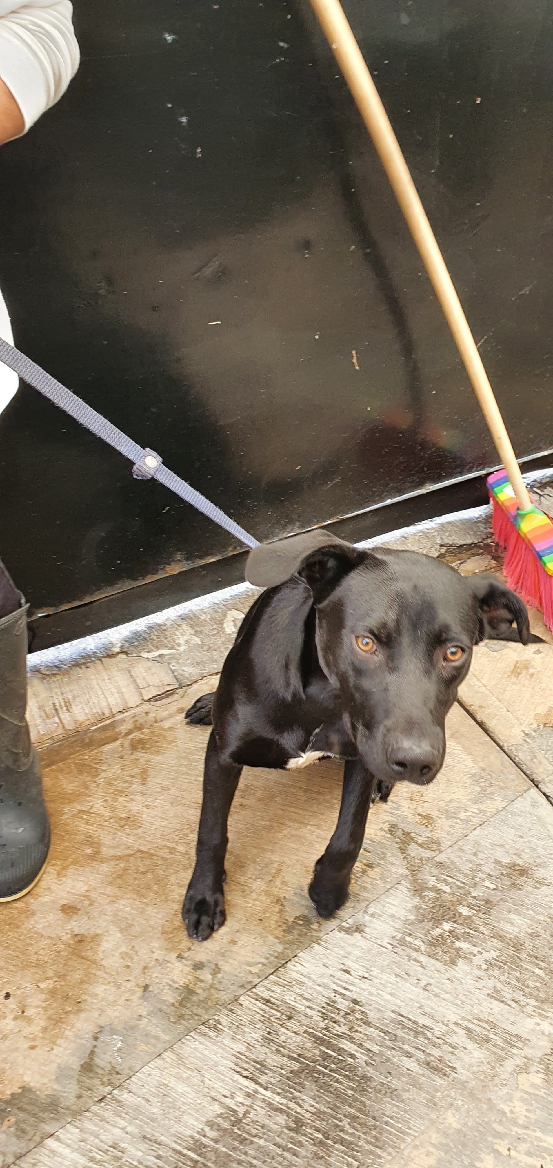 La Dolce Vita image 8