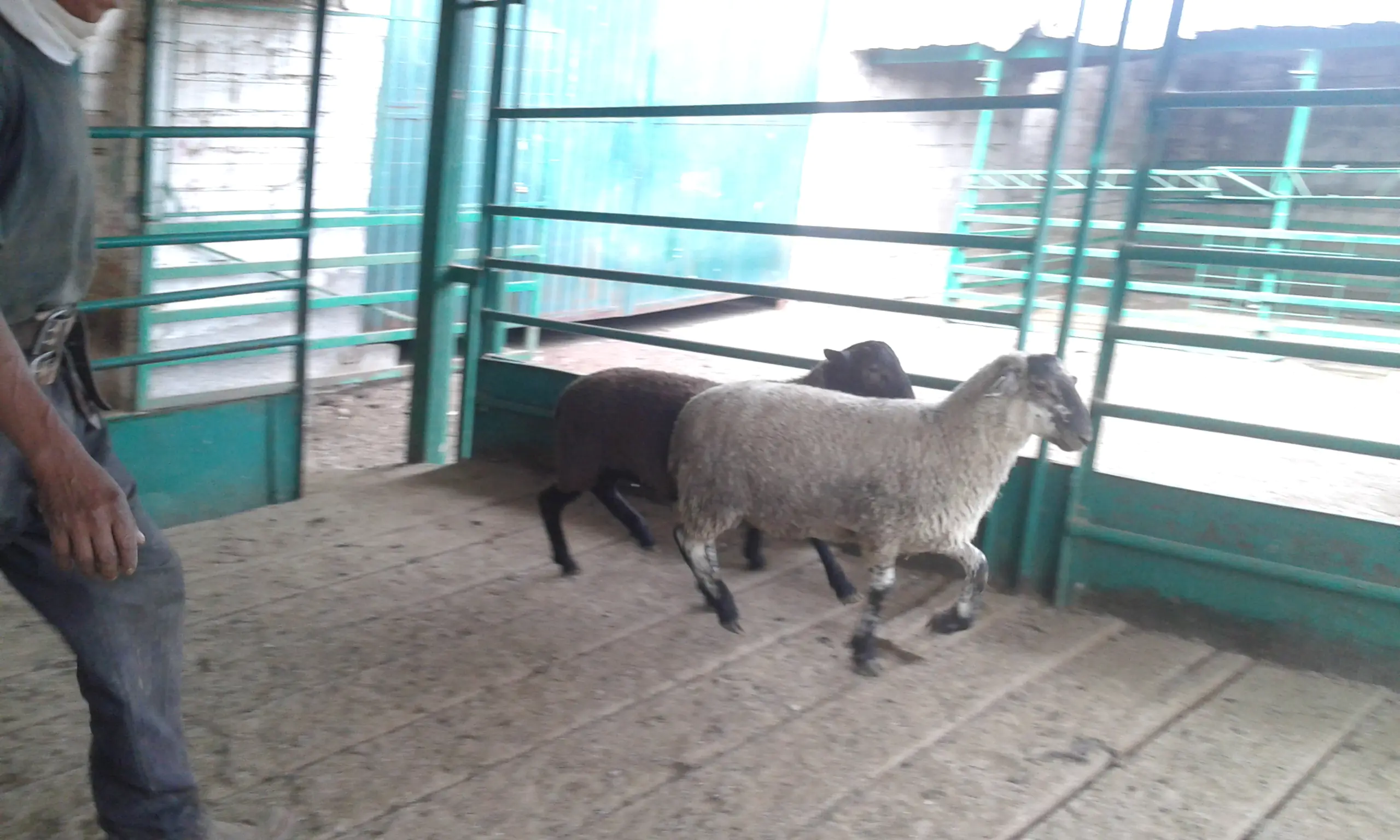 Los mejores tacos de cochinita desde 1980 image 4