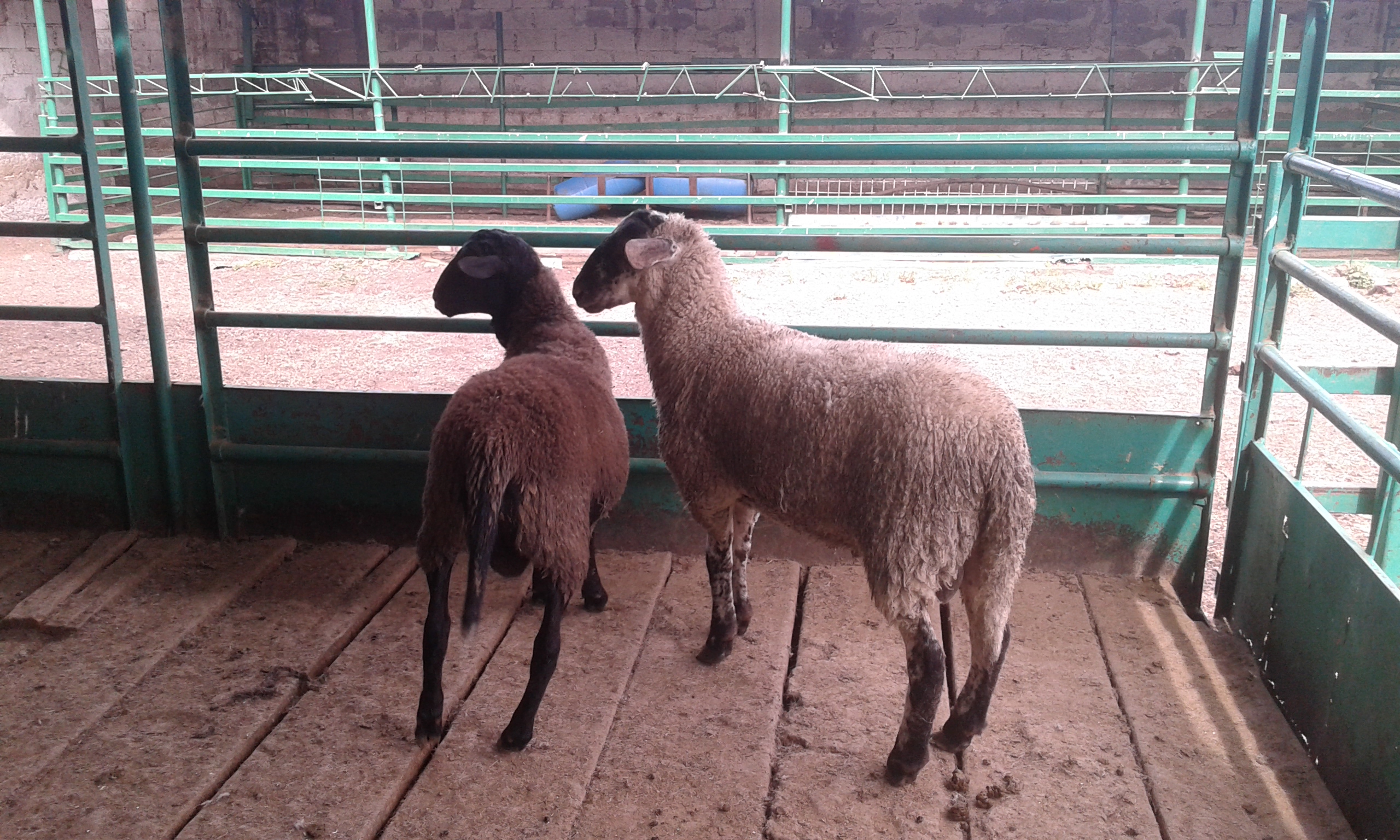 Los mejores tacos de cochinita desde 1980 image 6