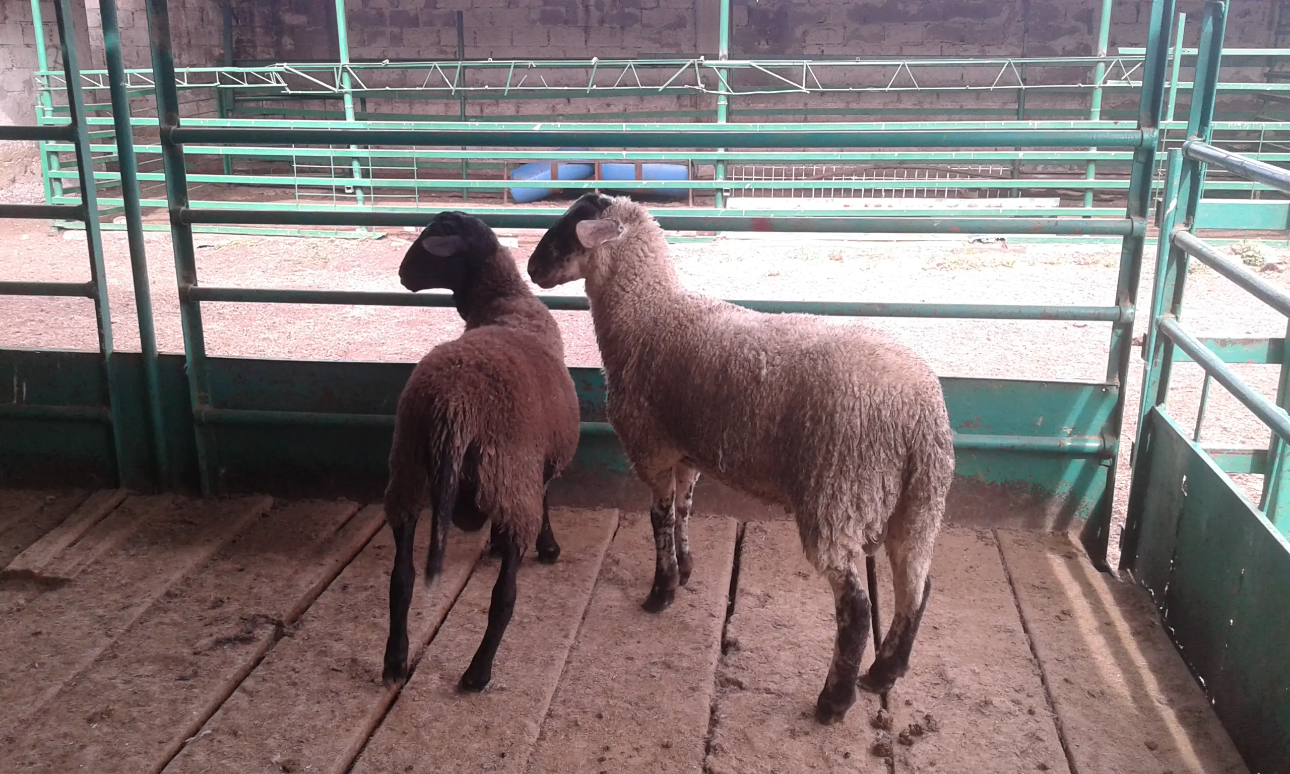 Los mejores tacos de cochinita desde 1980 image 6