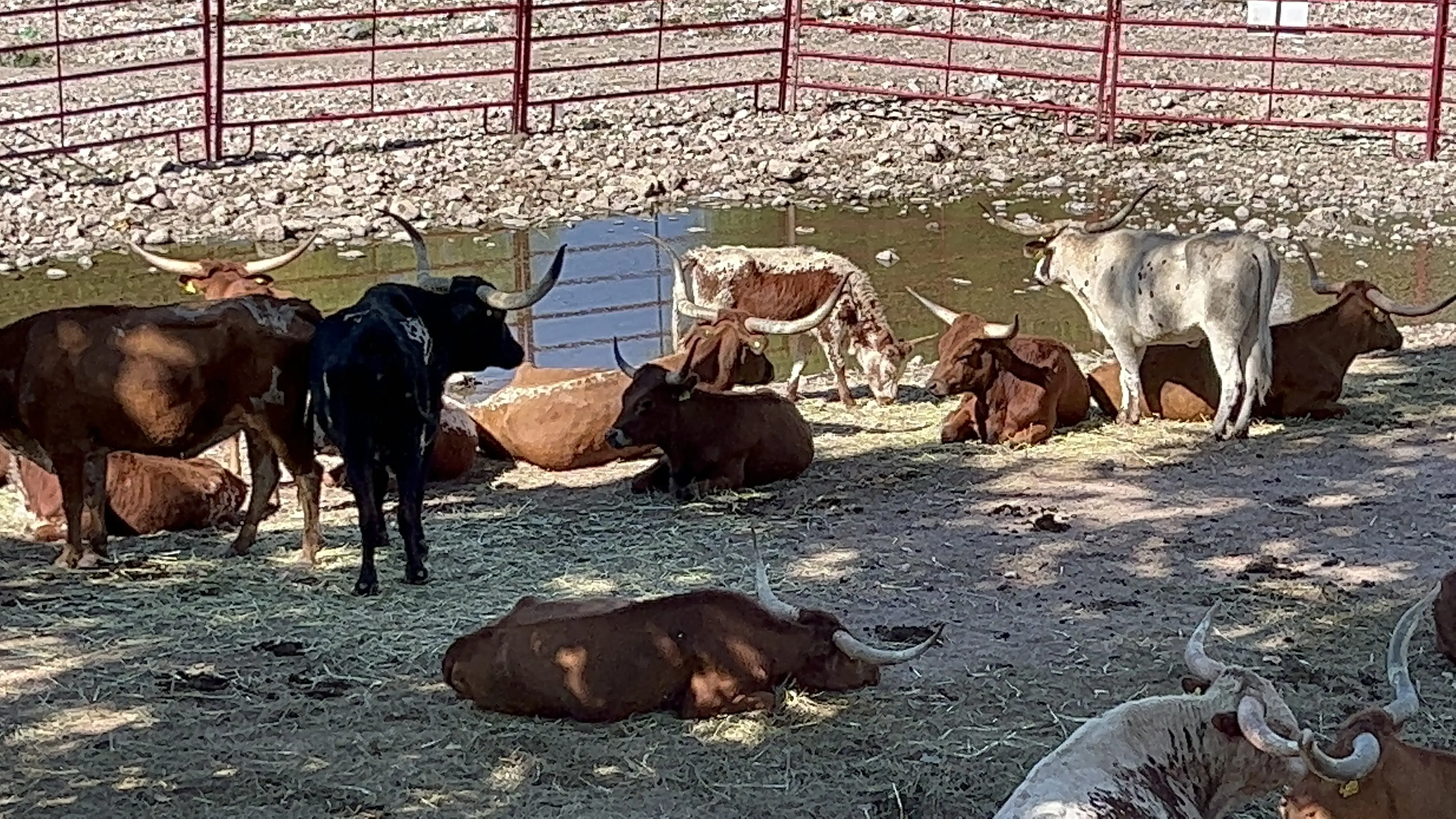 La Hacienda de Chihuahua Drive Inn image 10