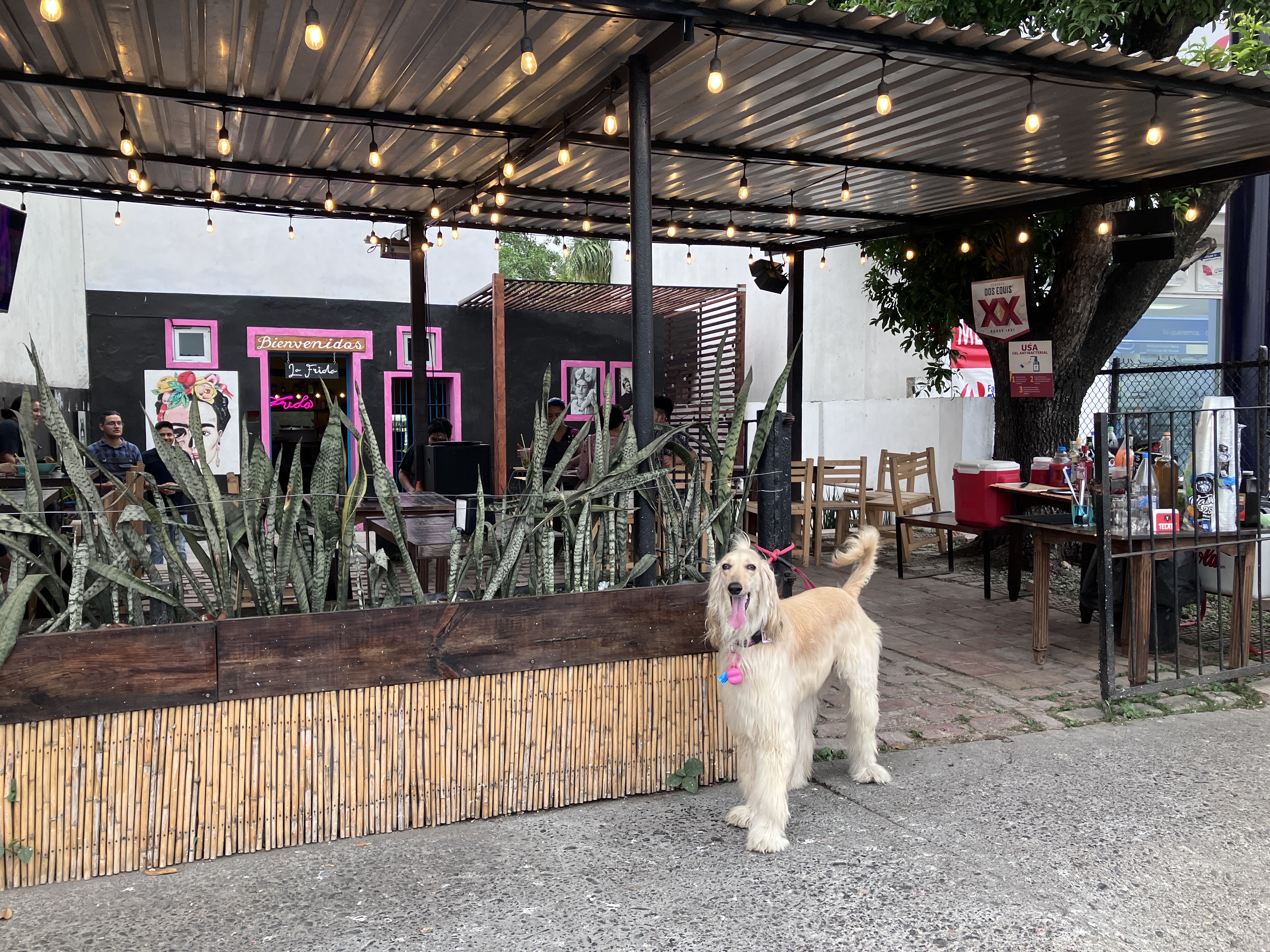 LA FRIDA-TUXPAN image 8