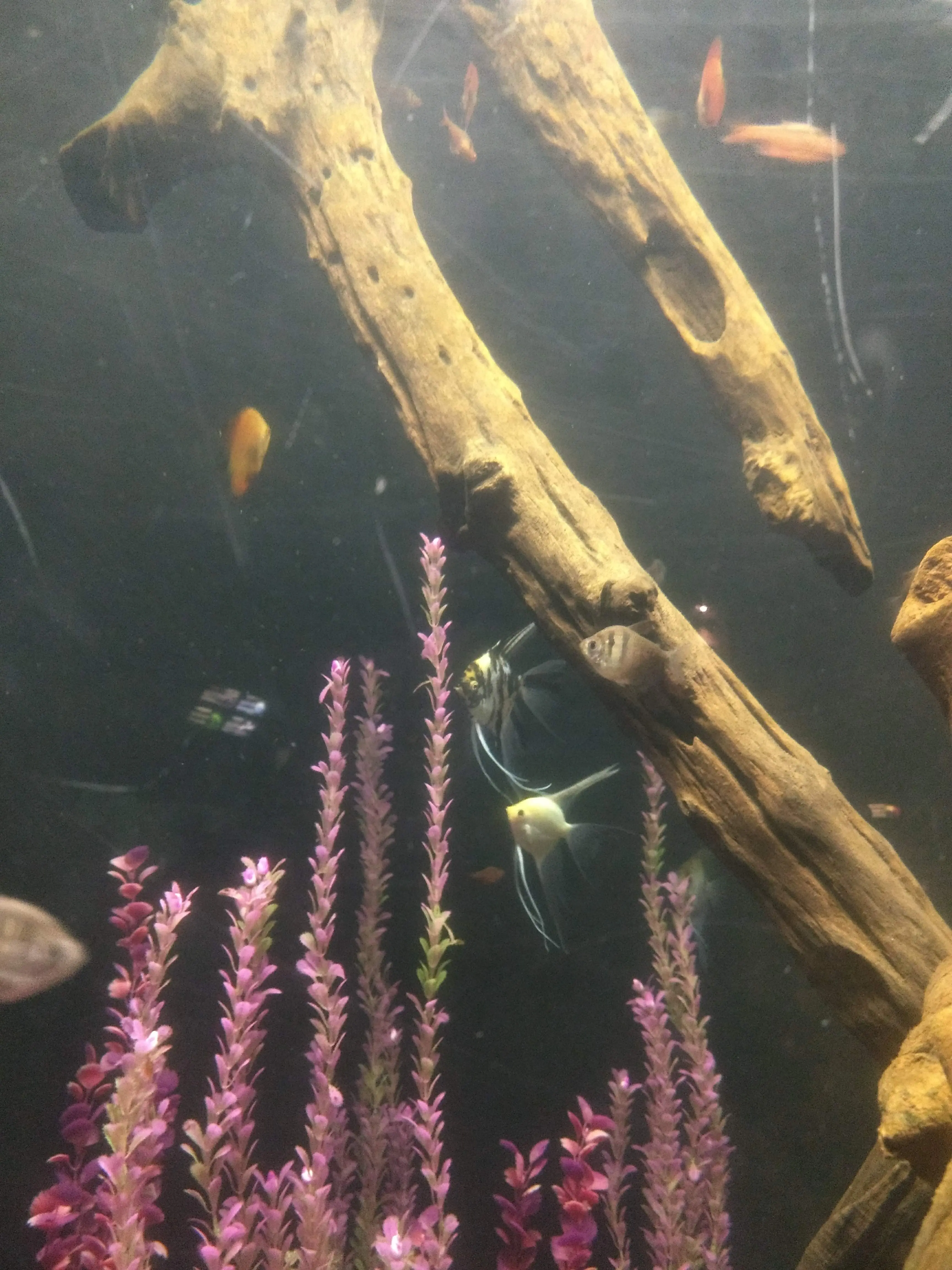 La Fonda De Zaragoza image 5