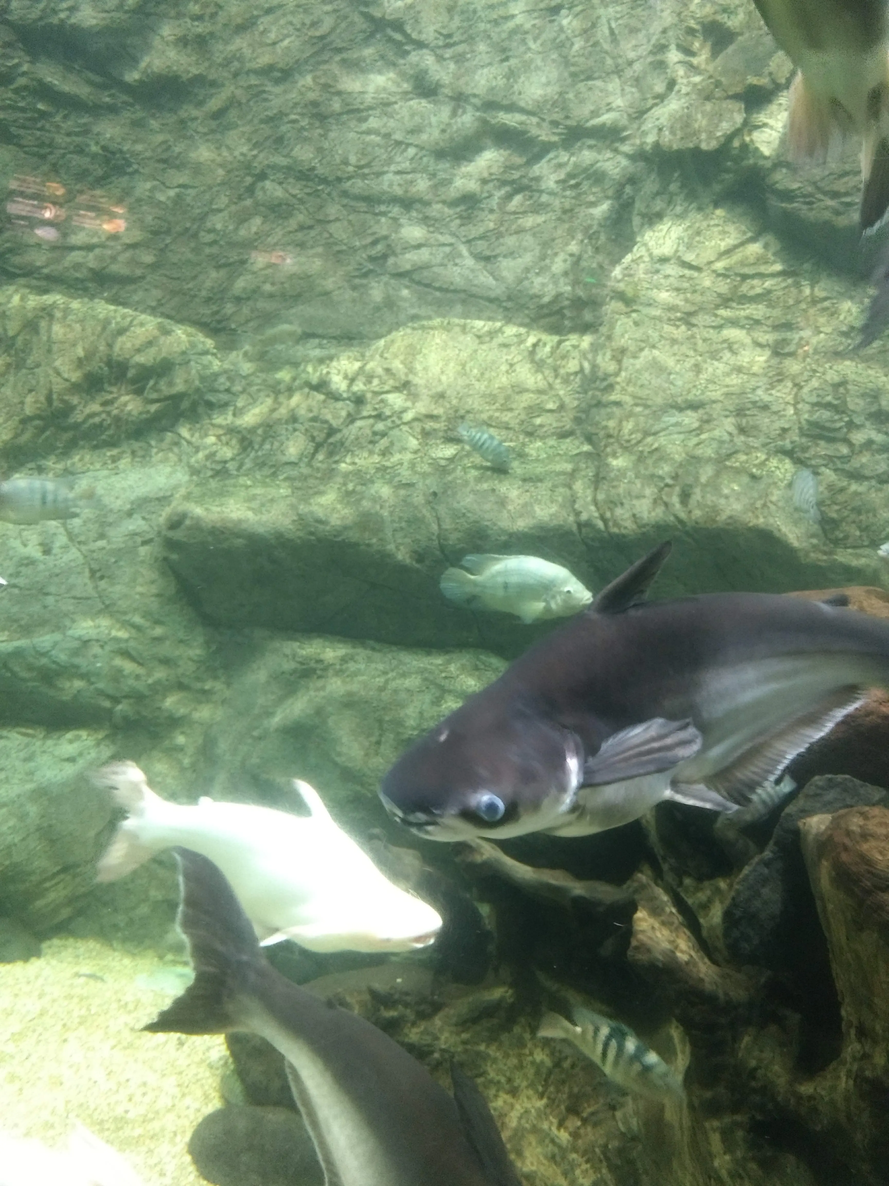 La Fonda De Zaragoza image 6