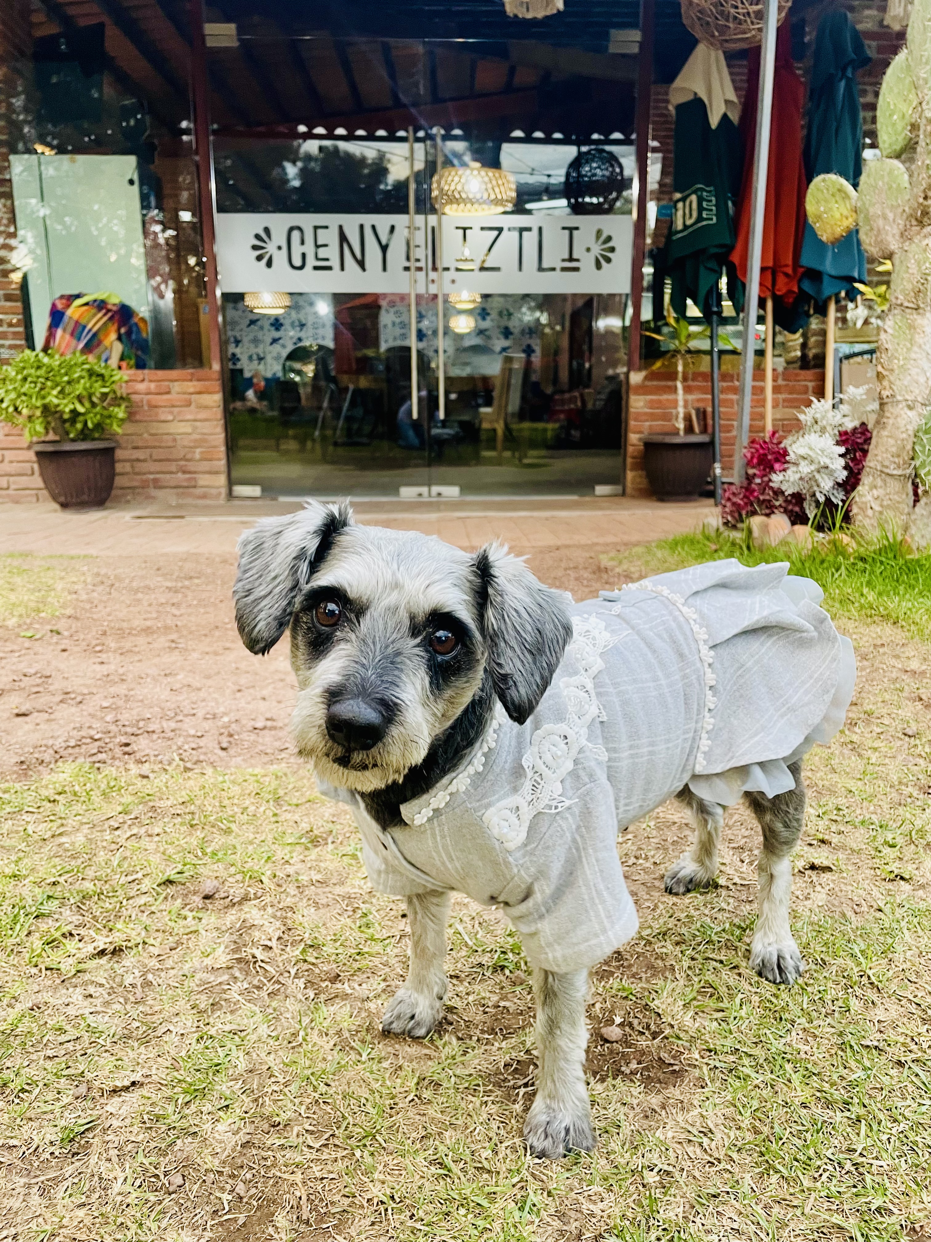 Cenyeliztli Restaurant & Grill image 7