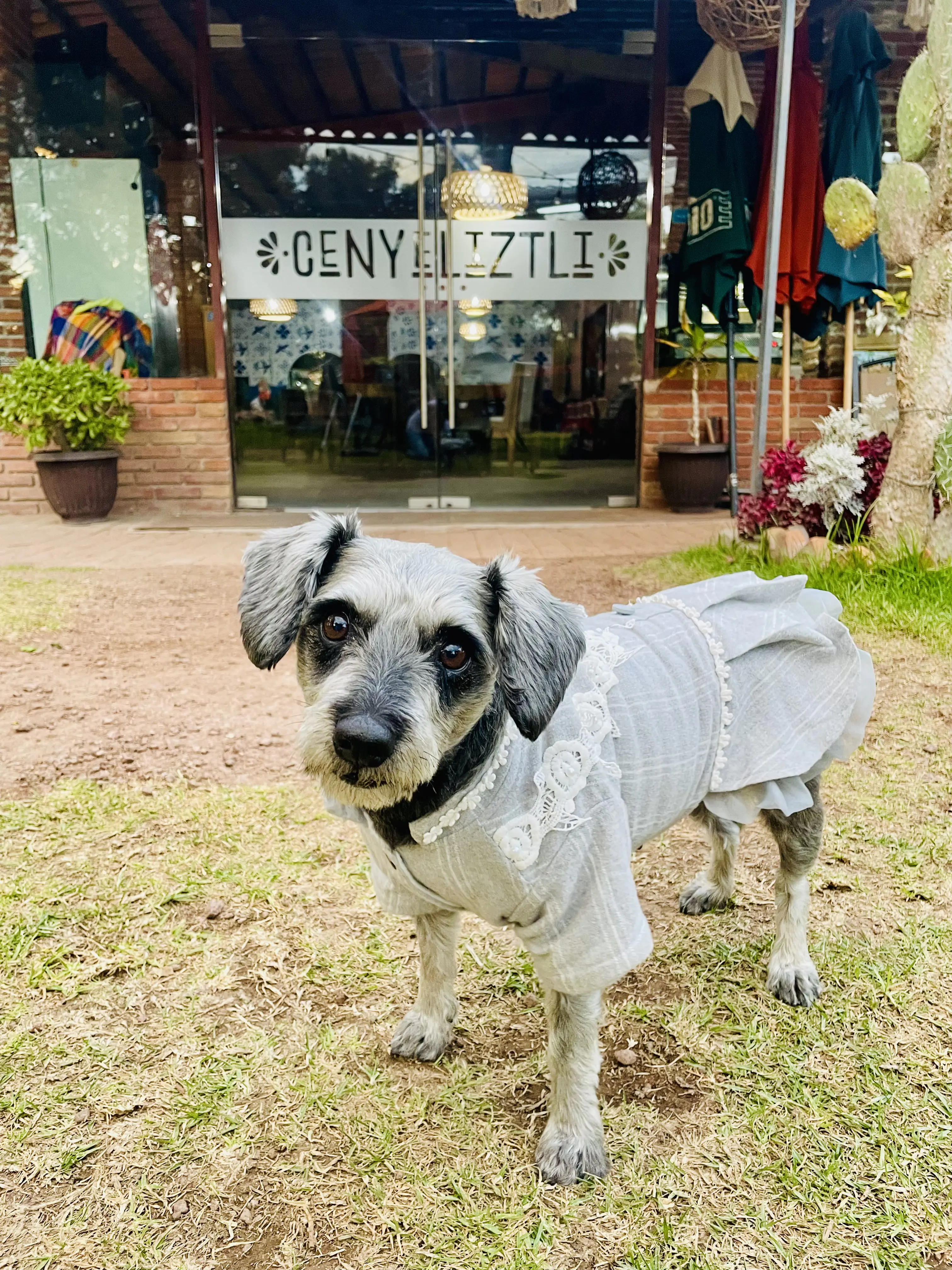 Cenyeliztli Restaurant & Grill image 7