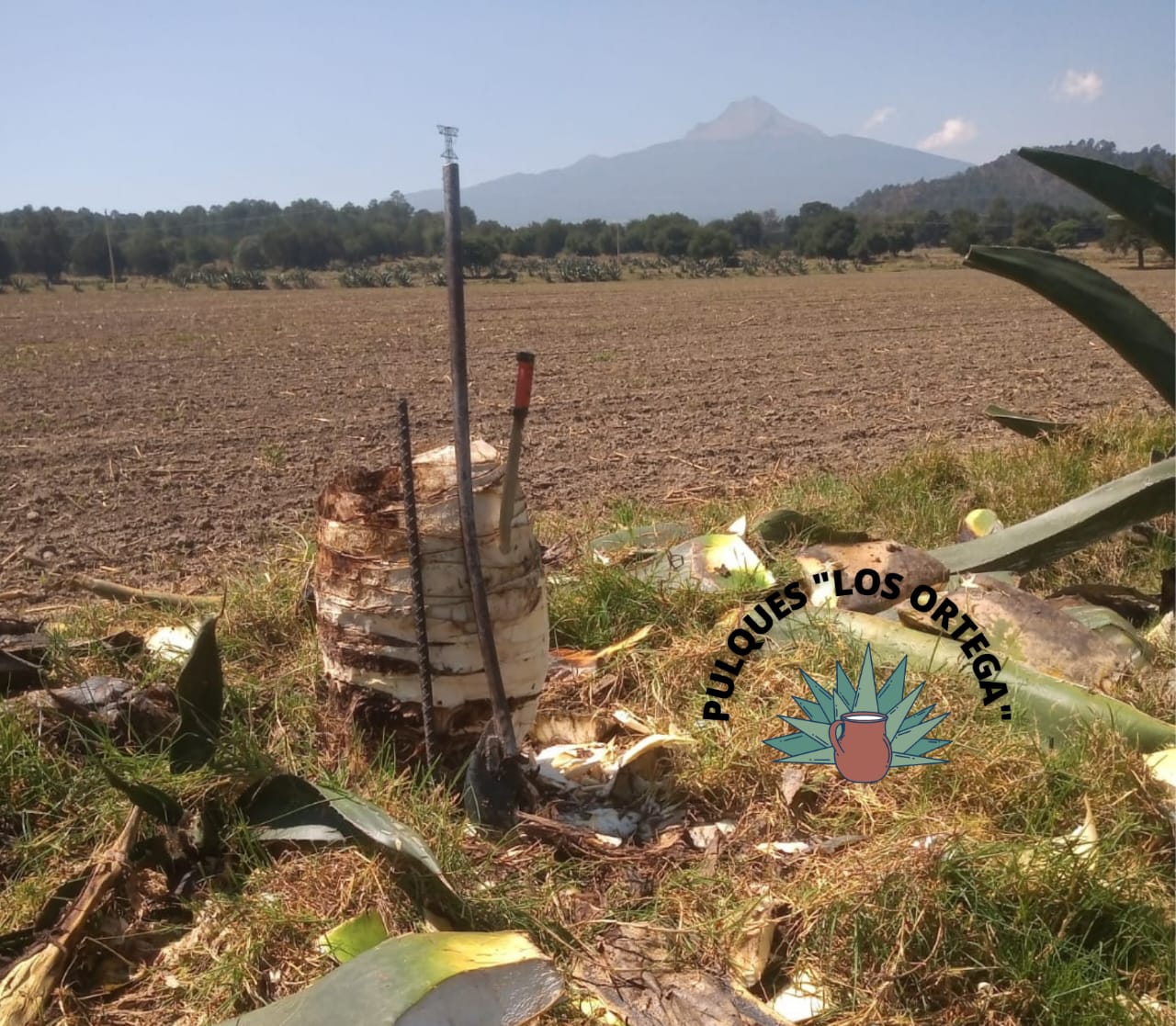 Pulques Los Ortega image 7