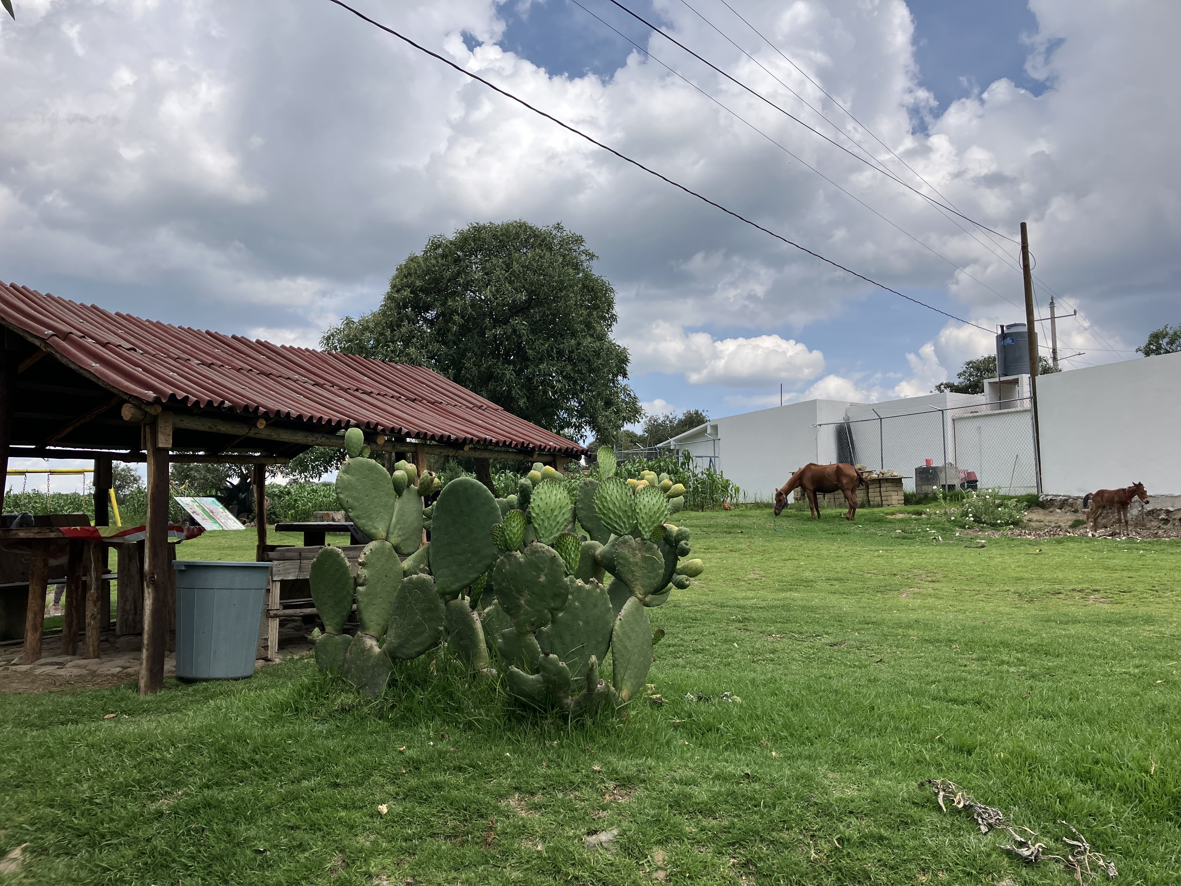 Pulques Los Ortega image 9