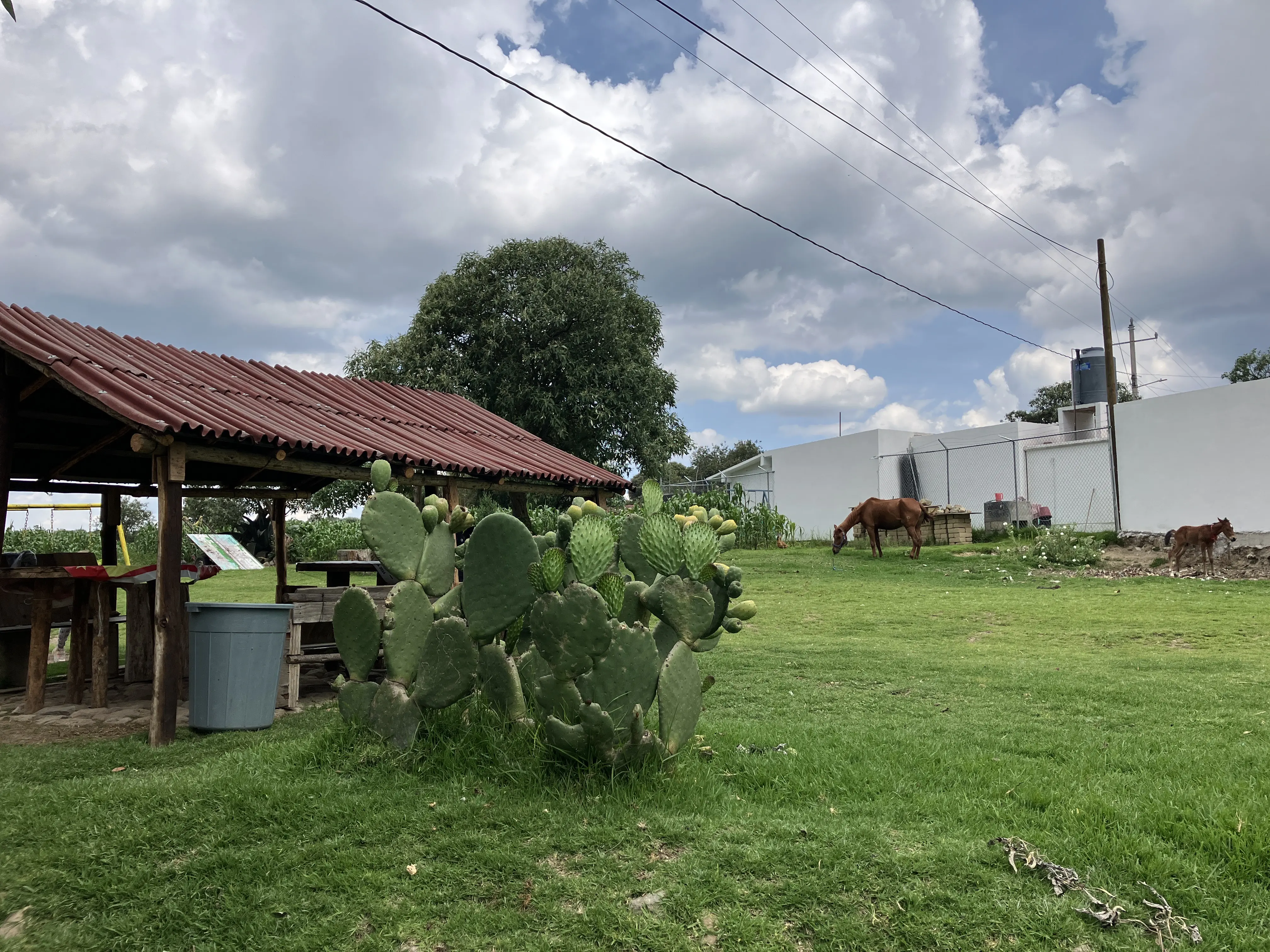 Pulques Los Ortega image 9