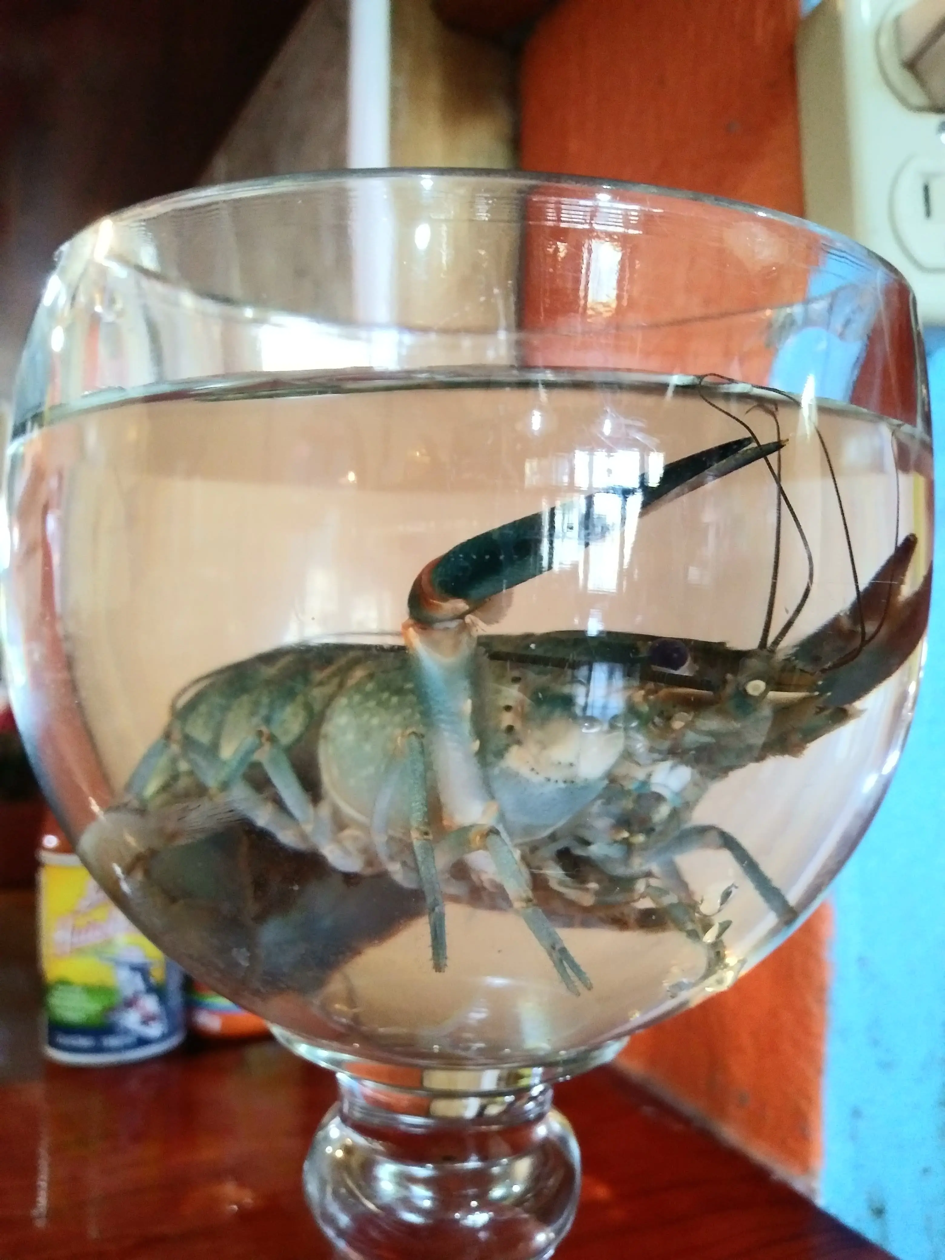 Chilpaya Restaurant Bar image 5