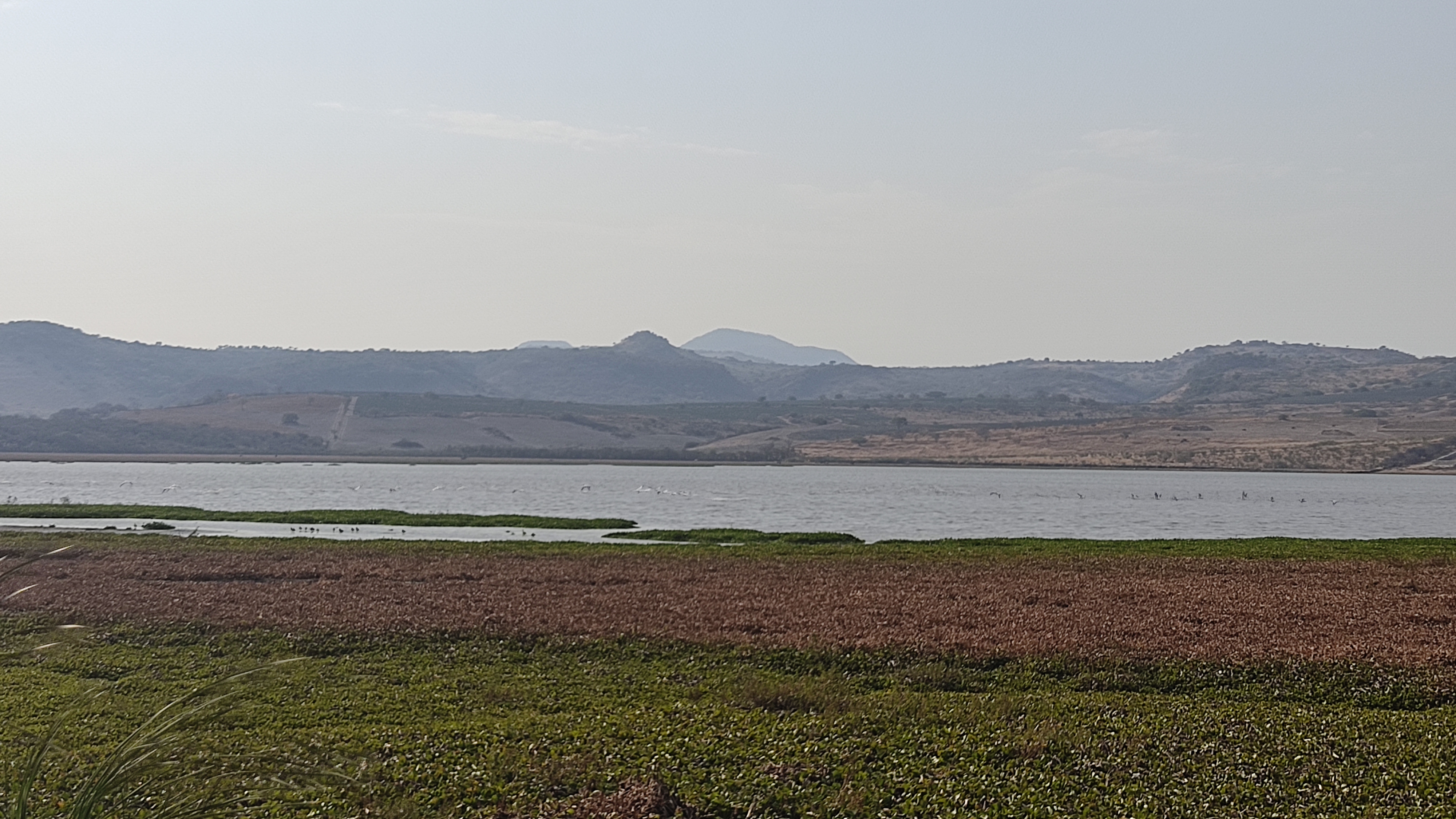 La Gaviota restaurante image 3