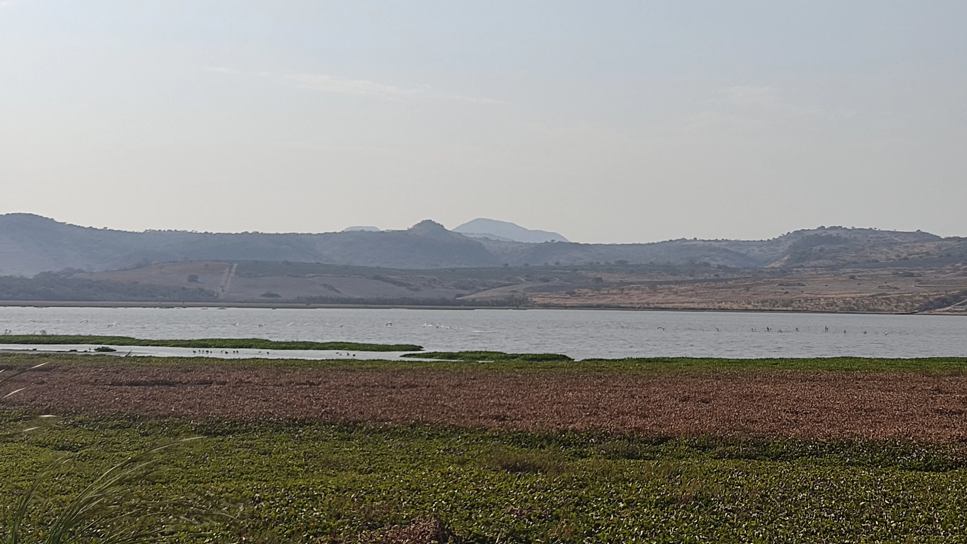 La Gaviota restaurante image 3