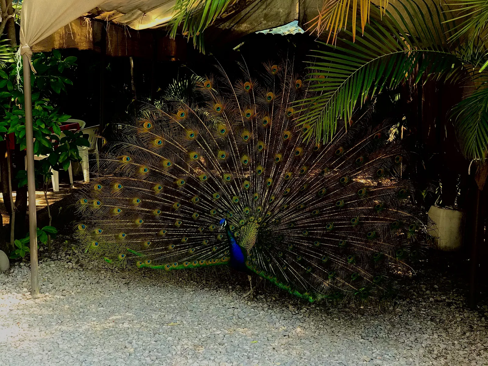 Palapa Gena image 10