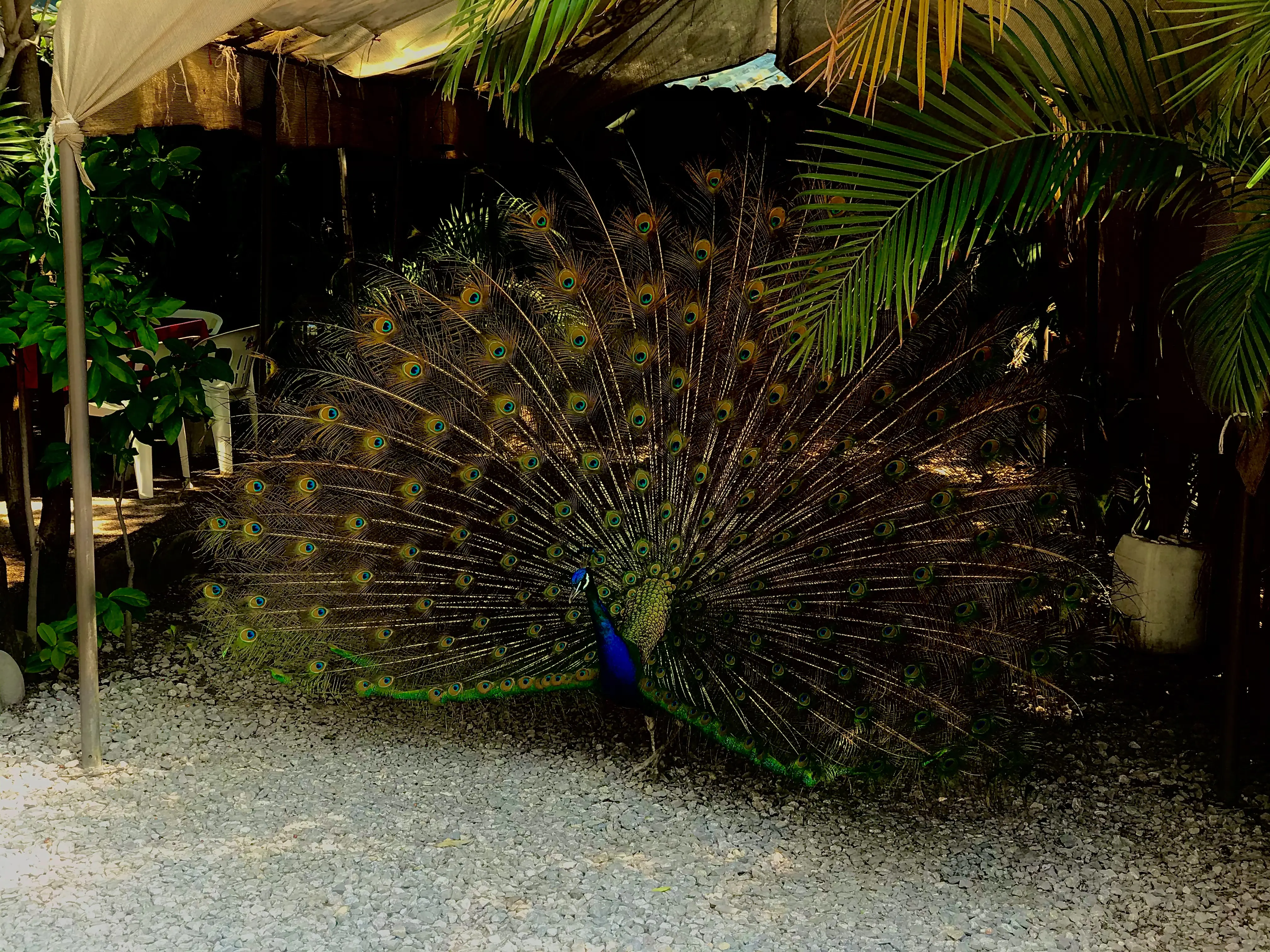 Palapa Gena image 10