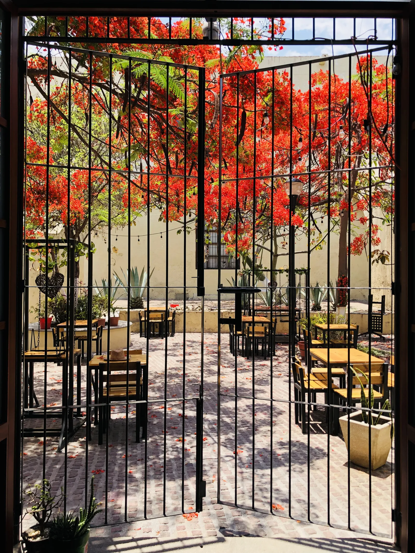 Maple Restaurant image 1