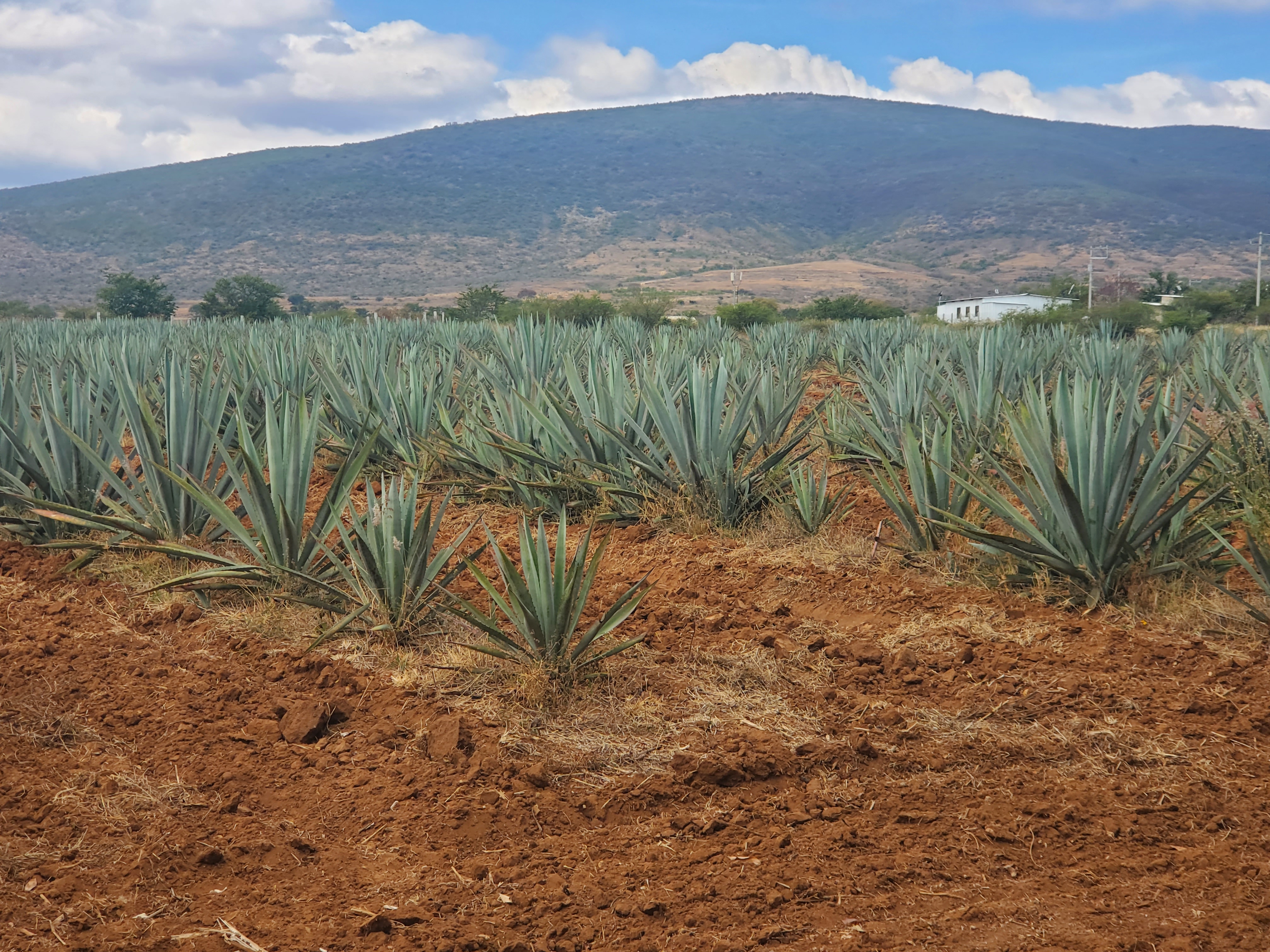 COMAL Tilcajete restaurant image 7