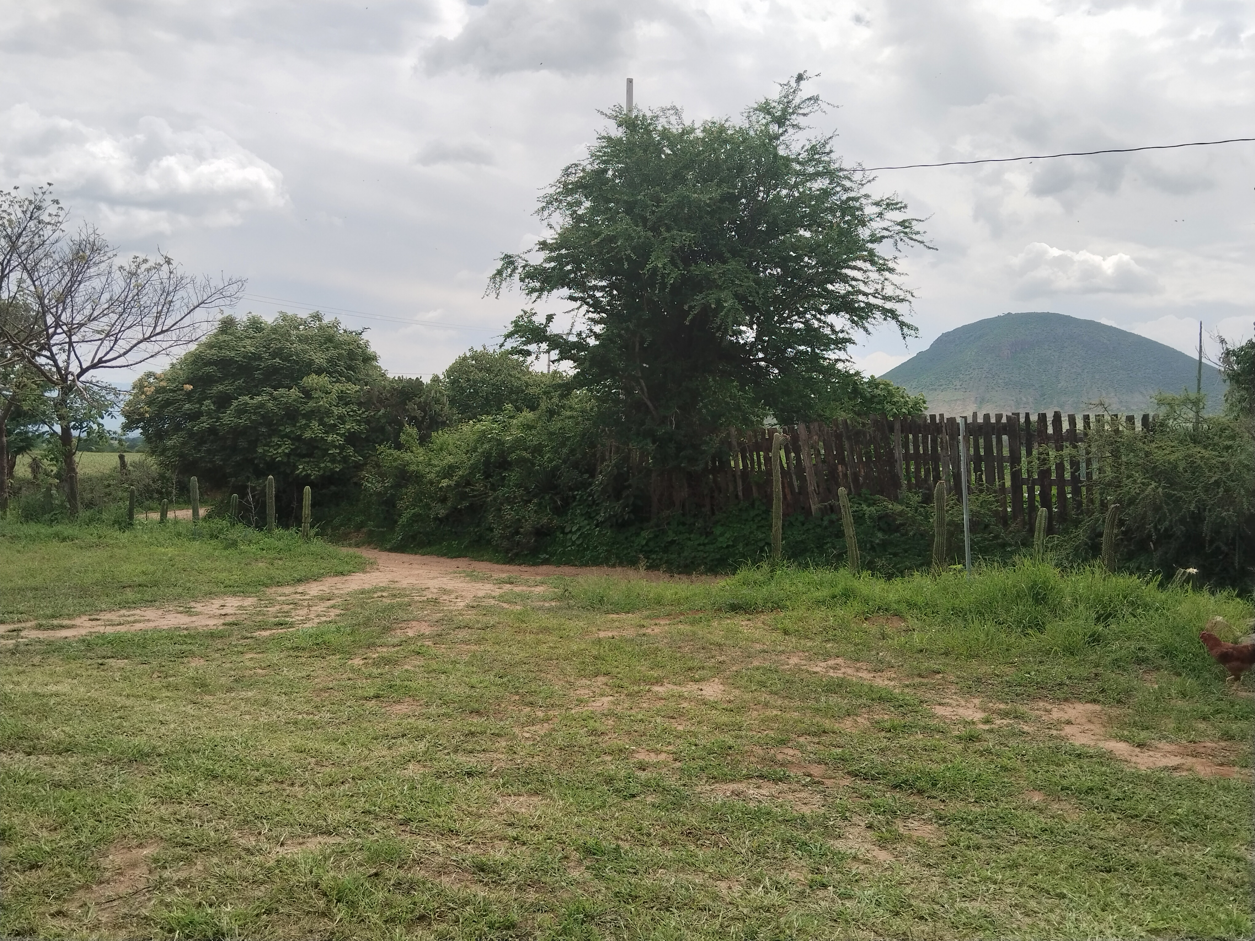 COMAL Tilcajete restaurant image 9