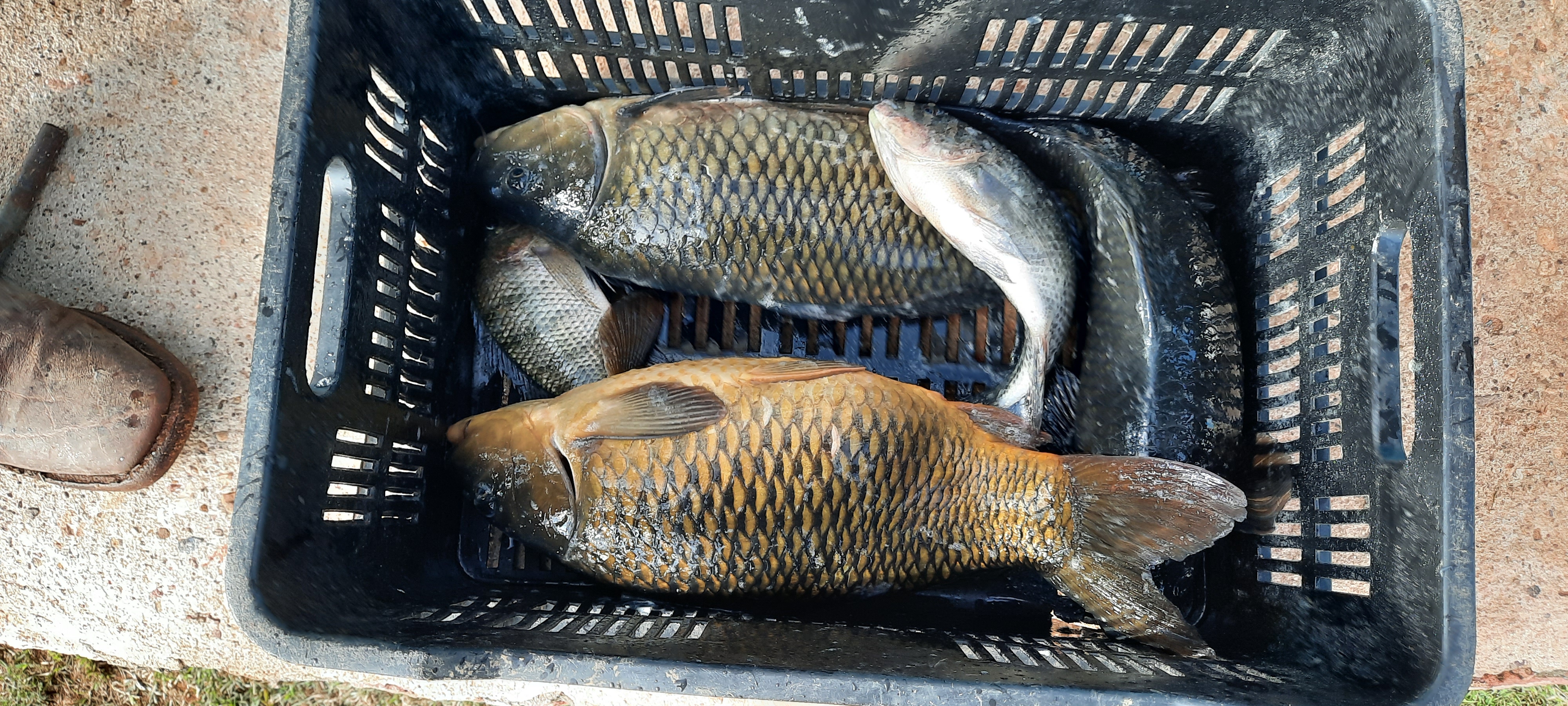 Granja Granada " Mexico De Mis Sabores" image 1