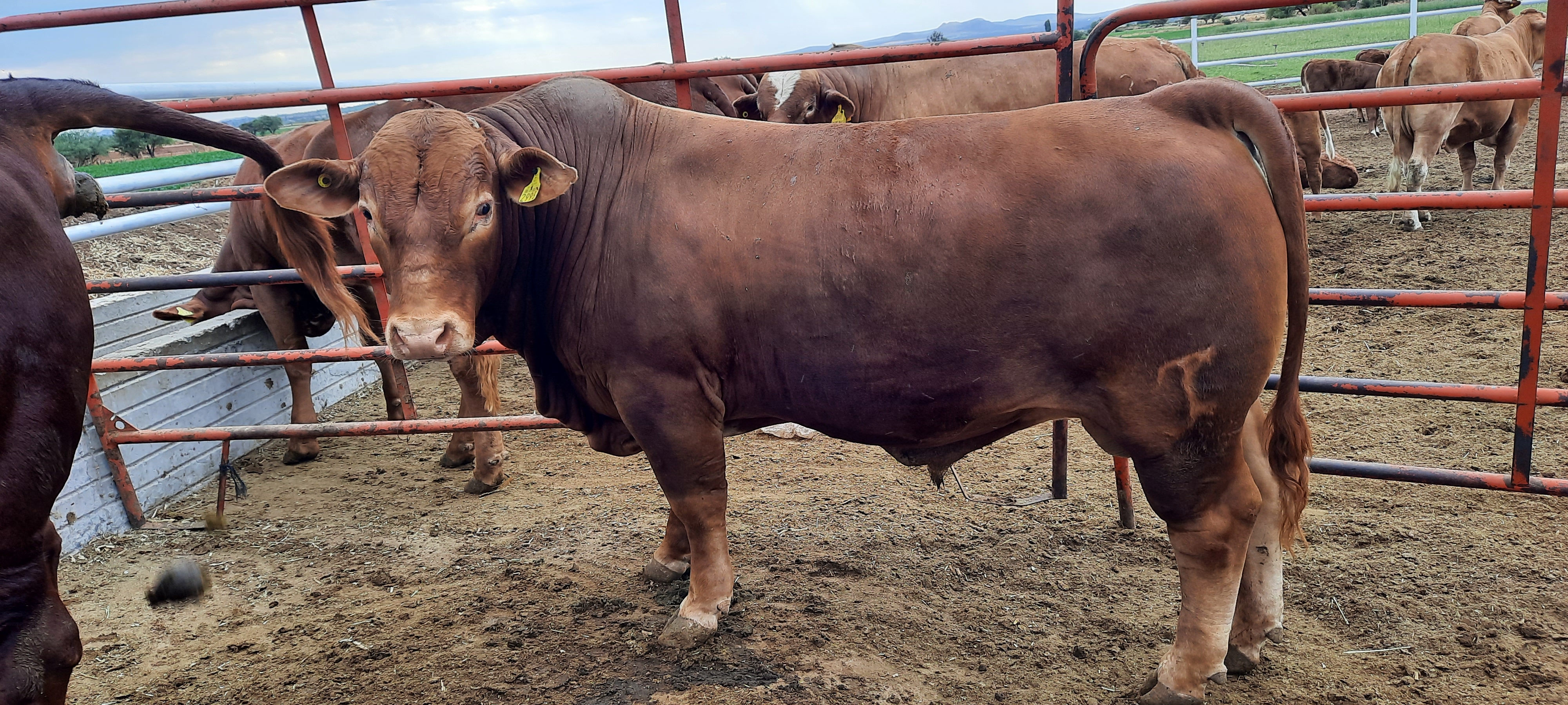 Granja Granada " Mexico De Mis Sabores" image 2