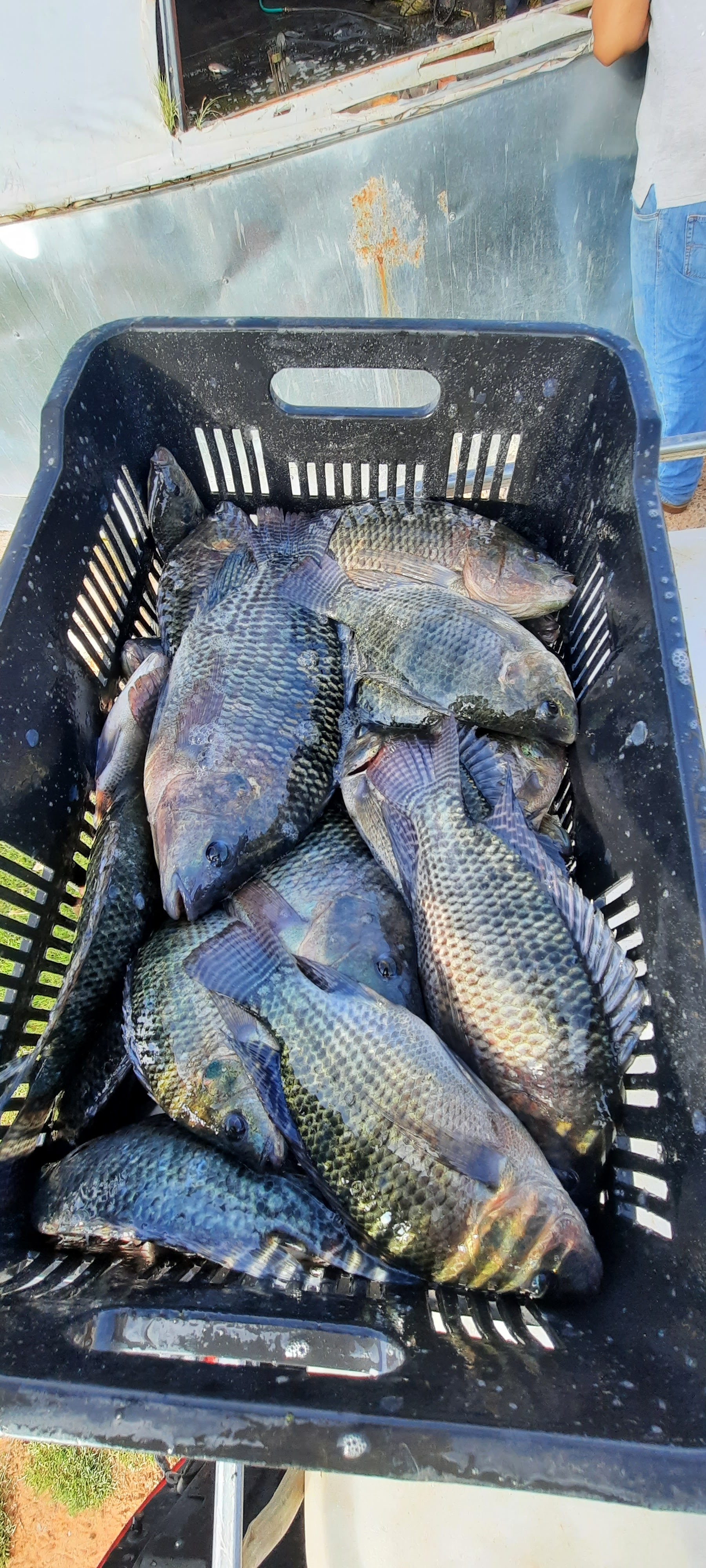 Granja Granada " Mexico De Mis Sabores" image 5