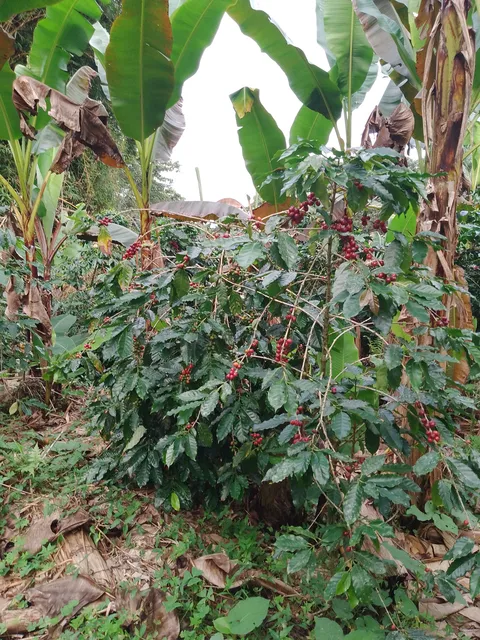 Antojitos "Flor" image 2