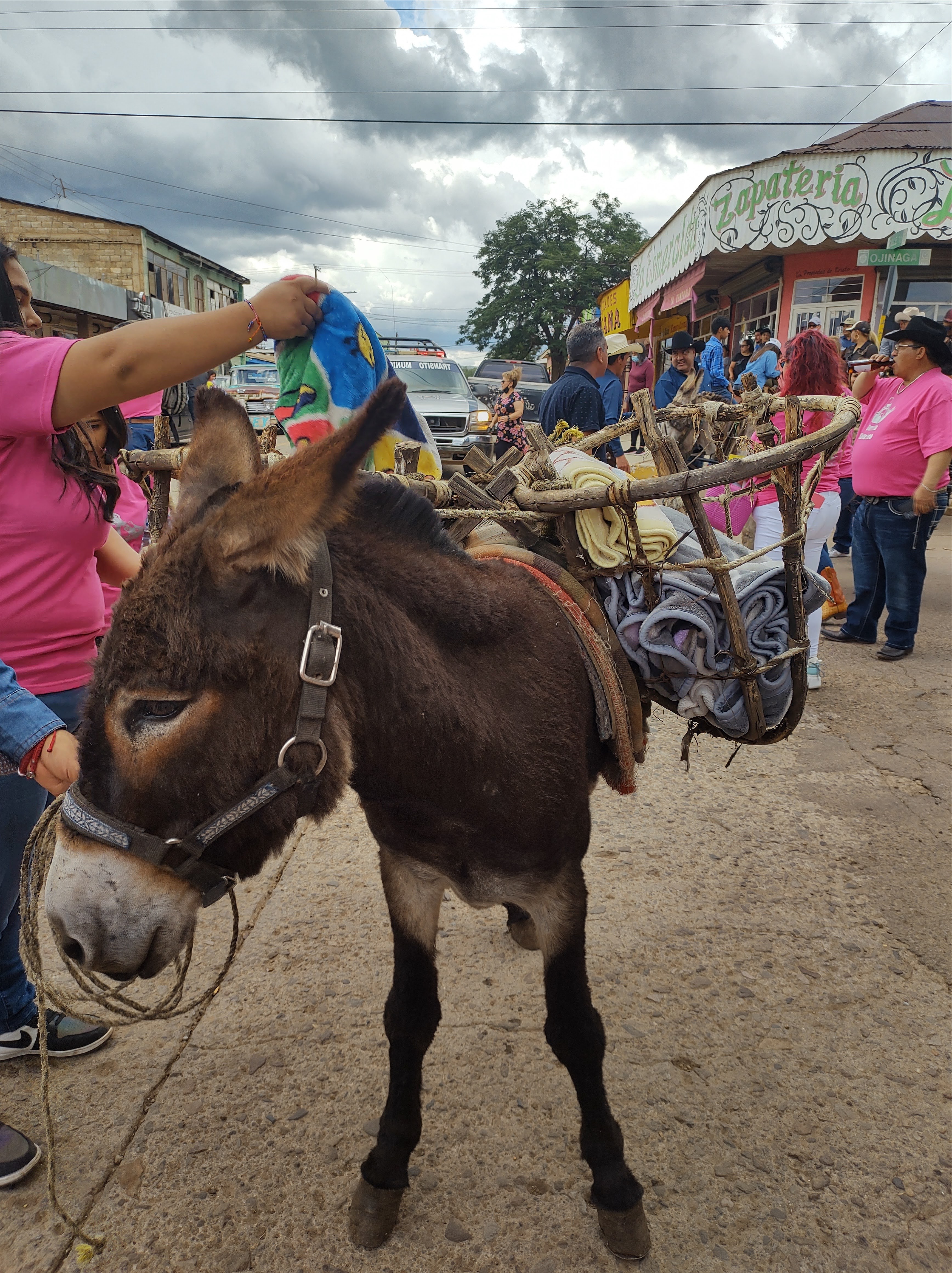 Sotoleria Fernandez image 6