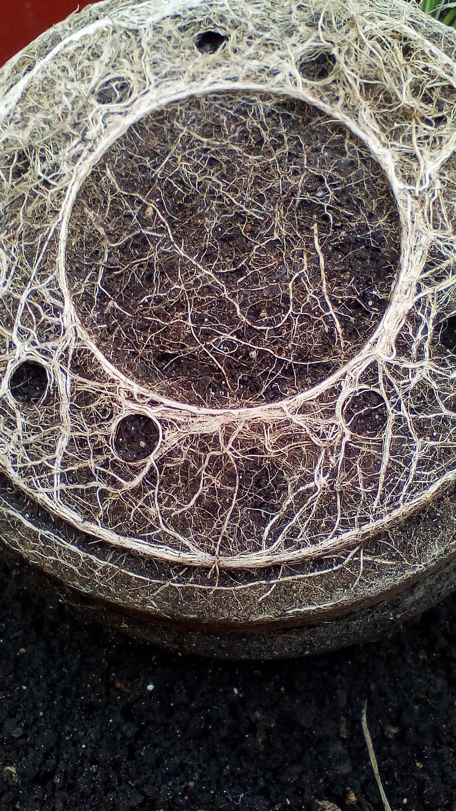 Piazza Maggiore image 10