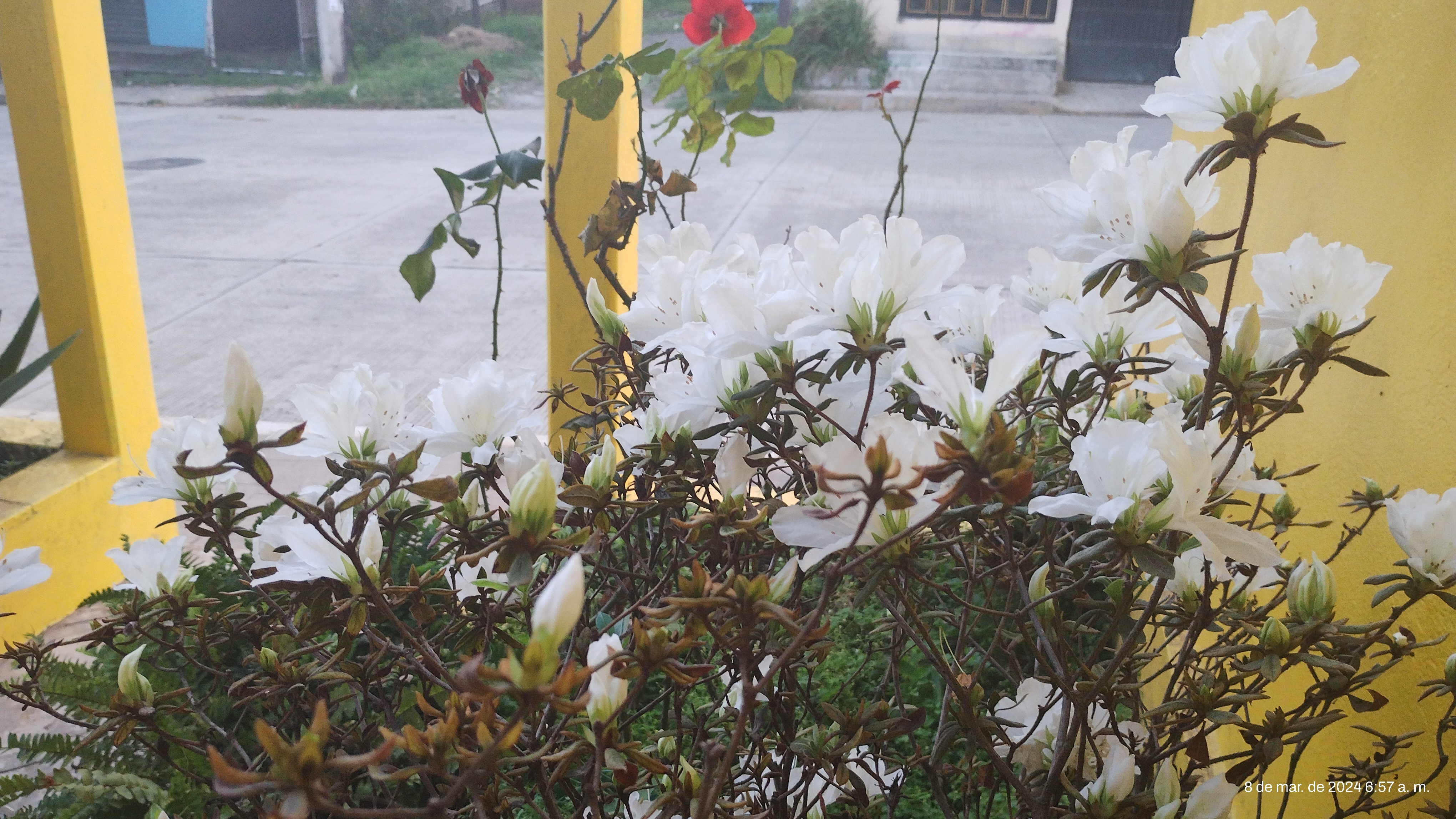 Restaurante Familiar "La Estrellita" image 10