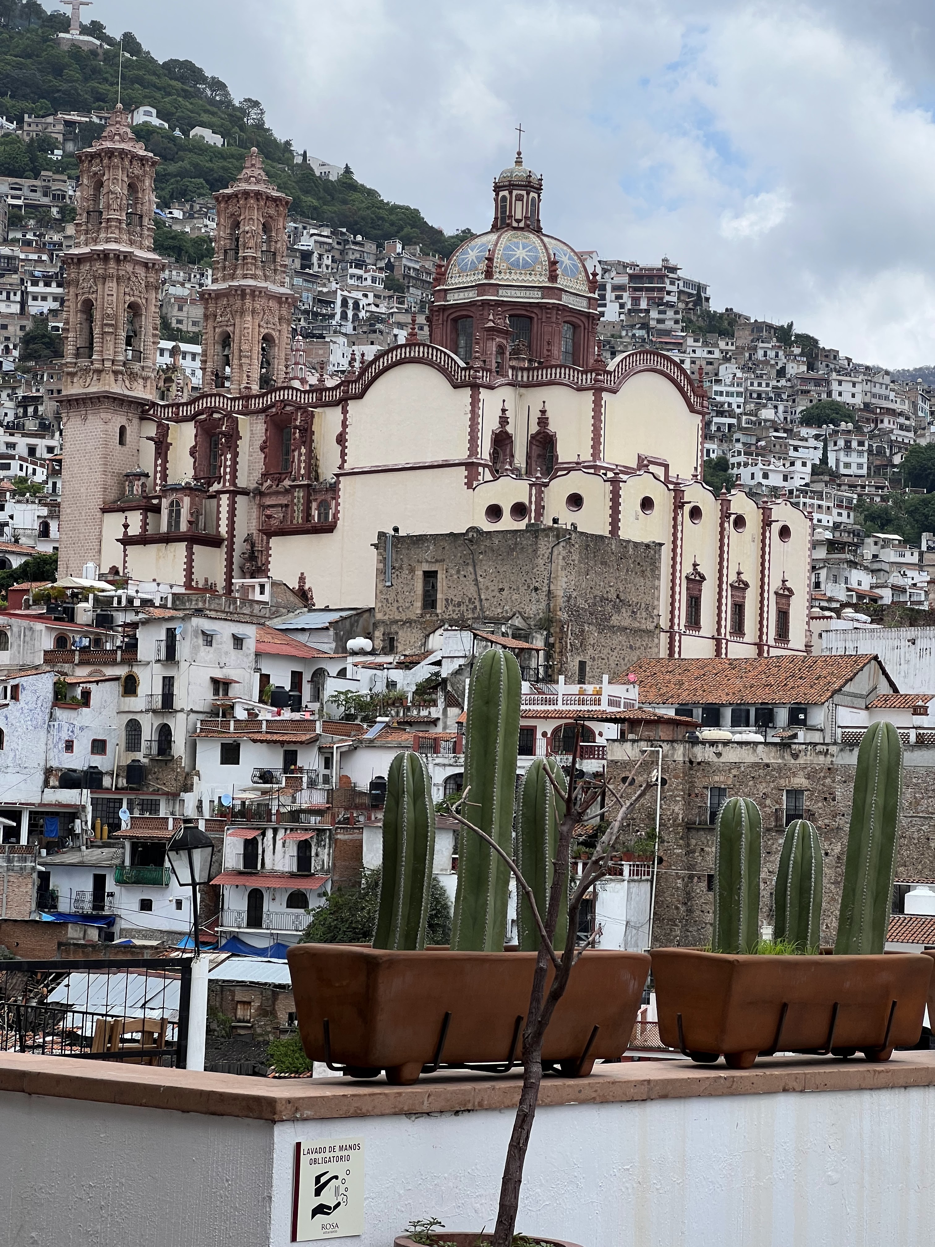 Rosa Amaranto image 4