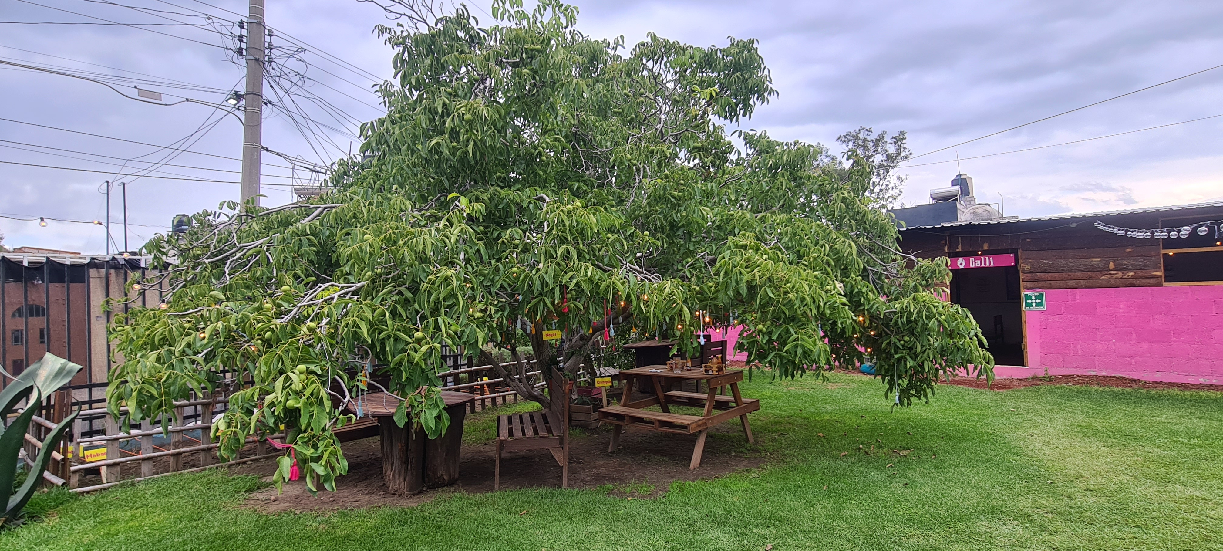 Calli Restaurante bar image 9