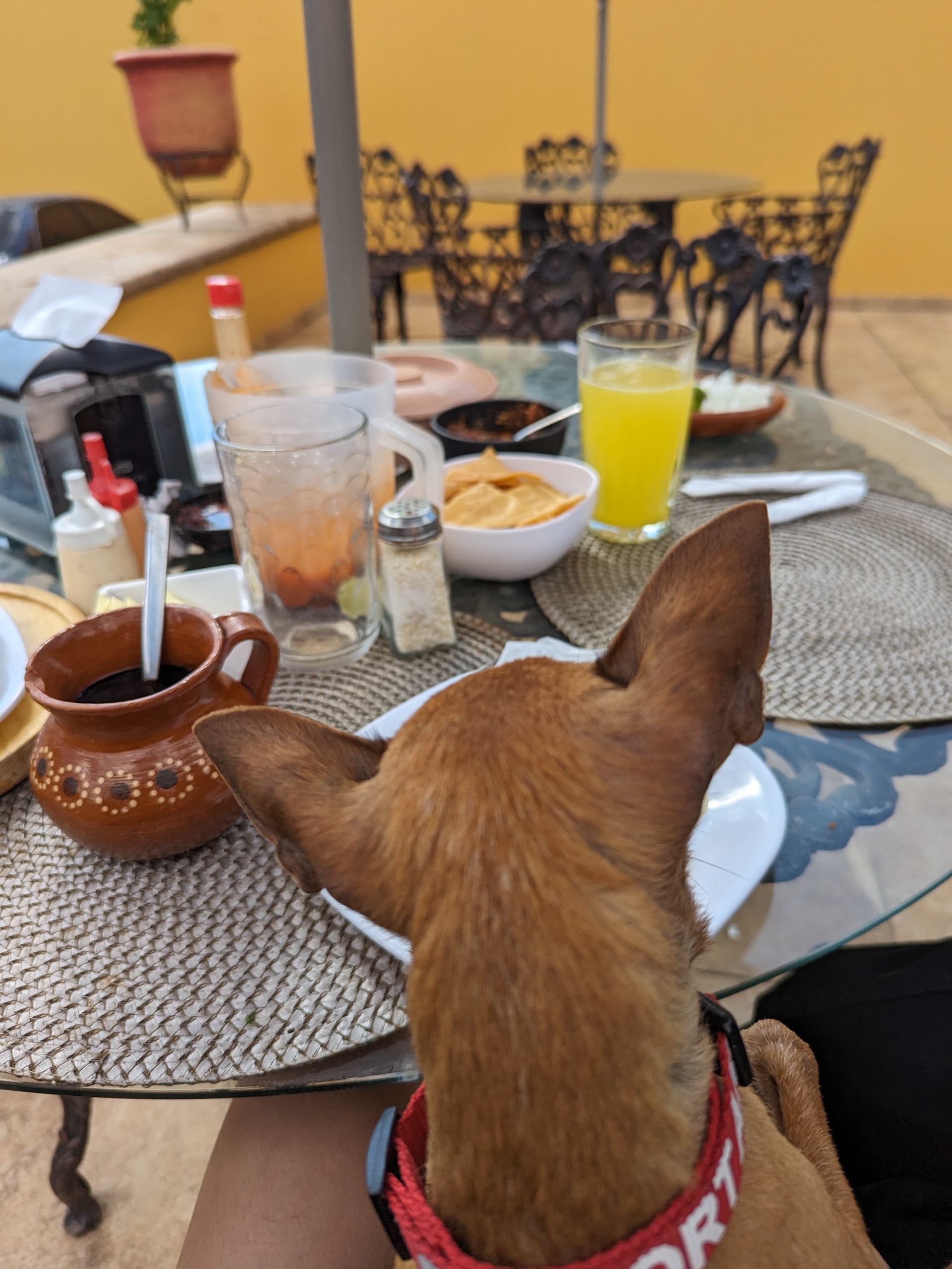 Restaurant Campestre "LOS CUATES" image 8