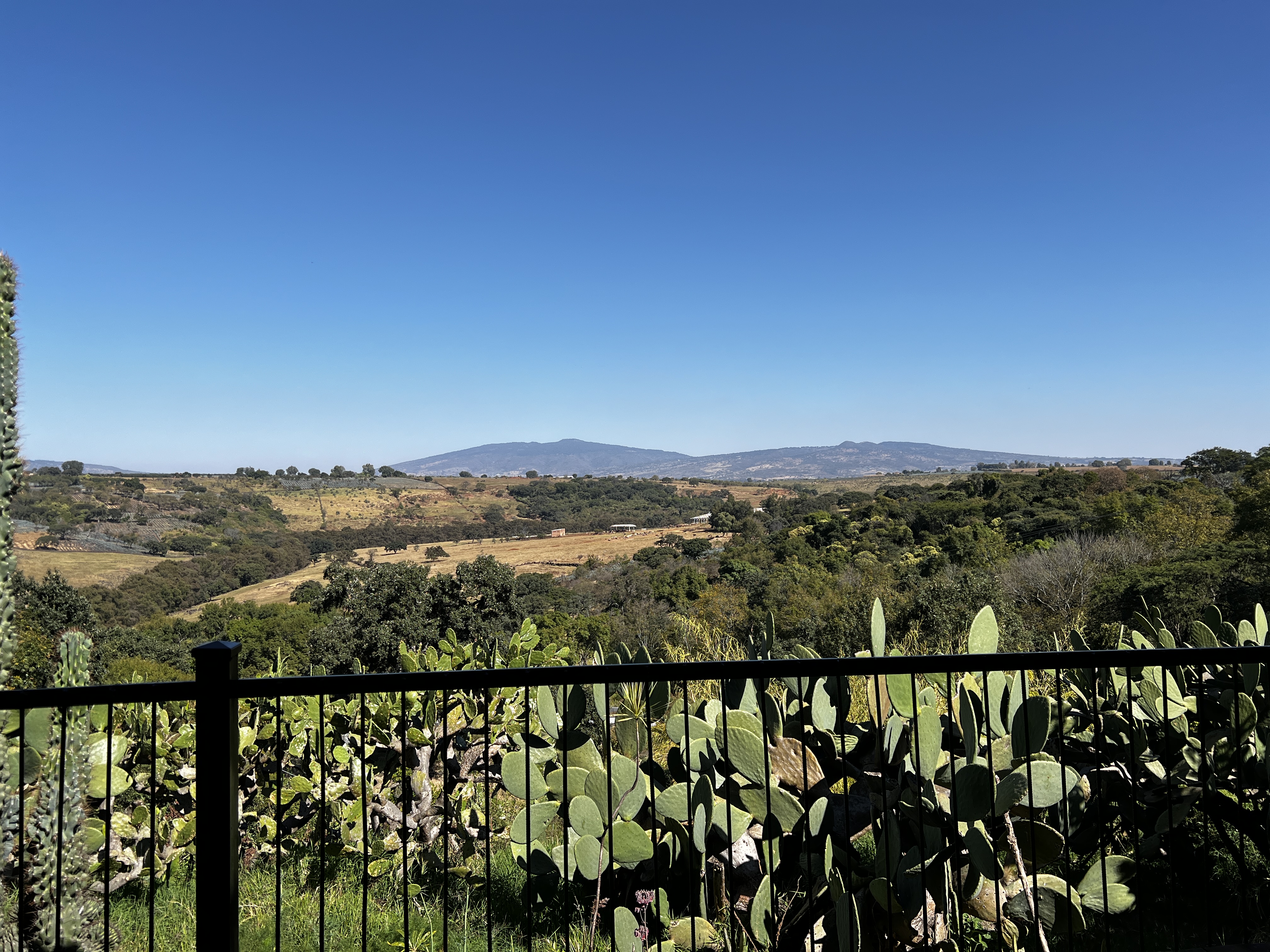 Restaurante La Violeta image 6