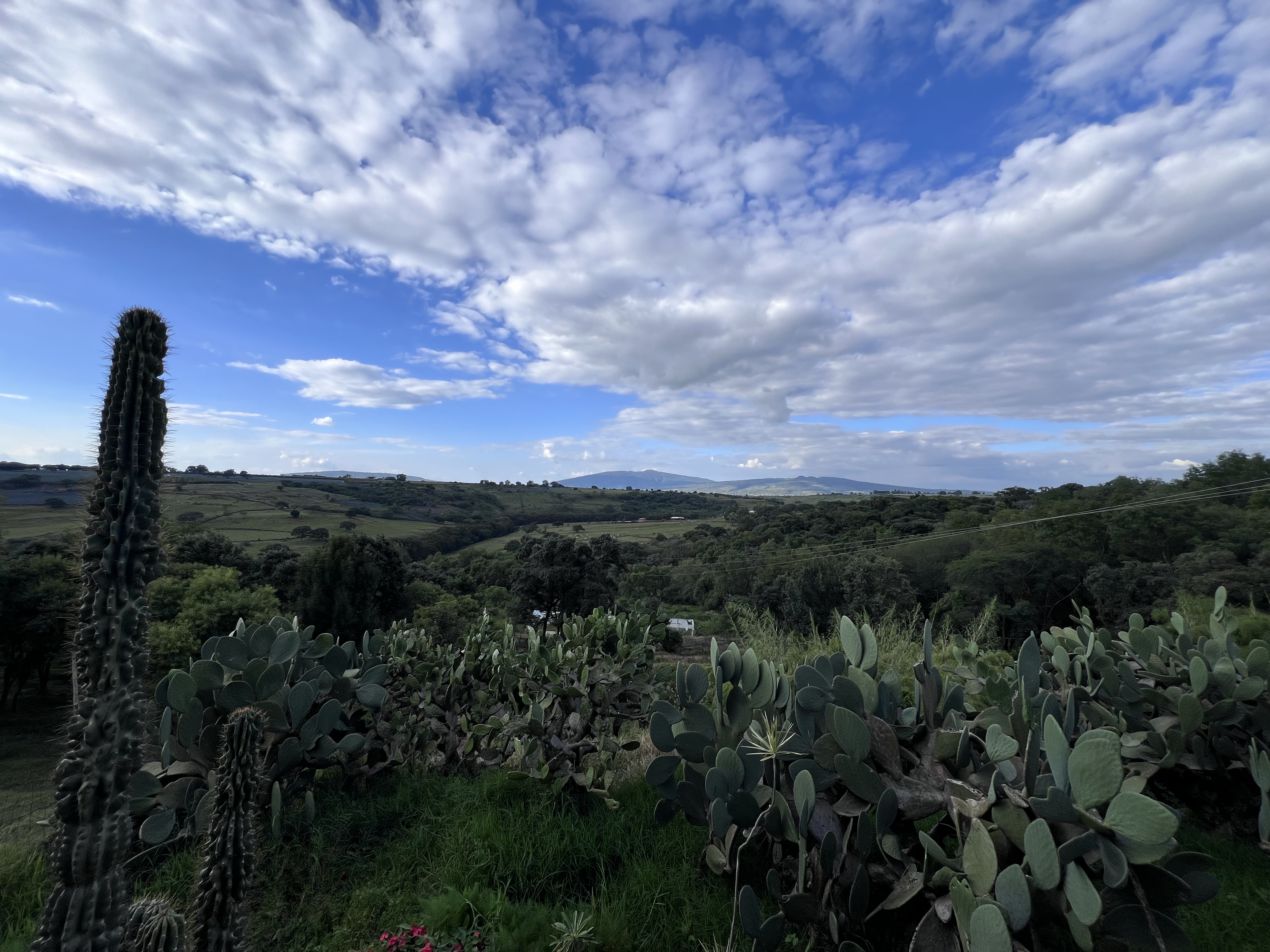 Restaurante La Violeta image 7