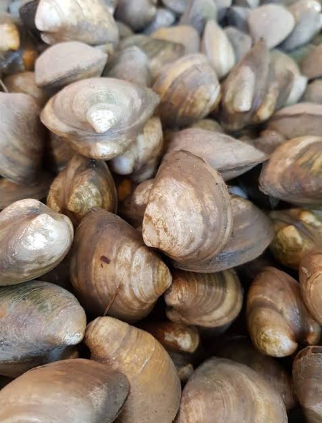 Mariscos las palmas image 2