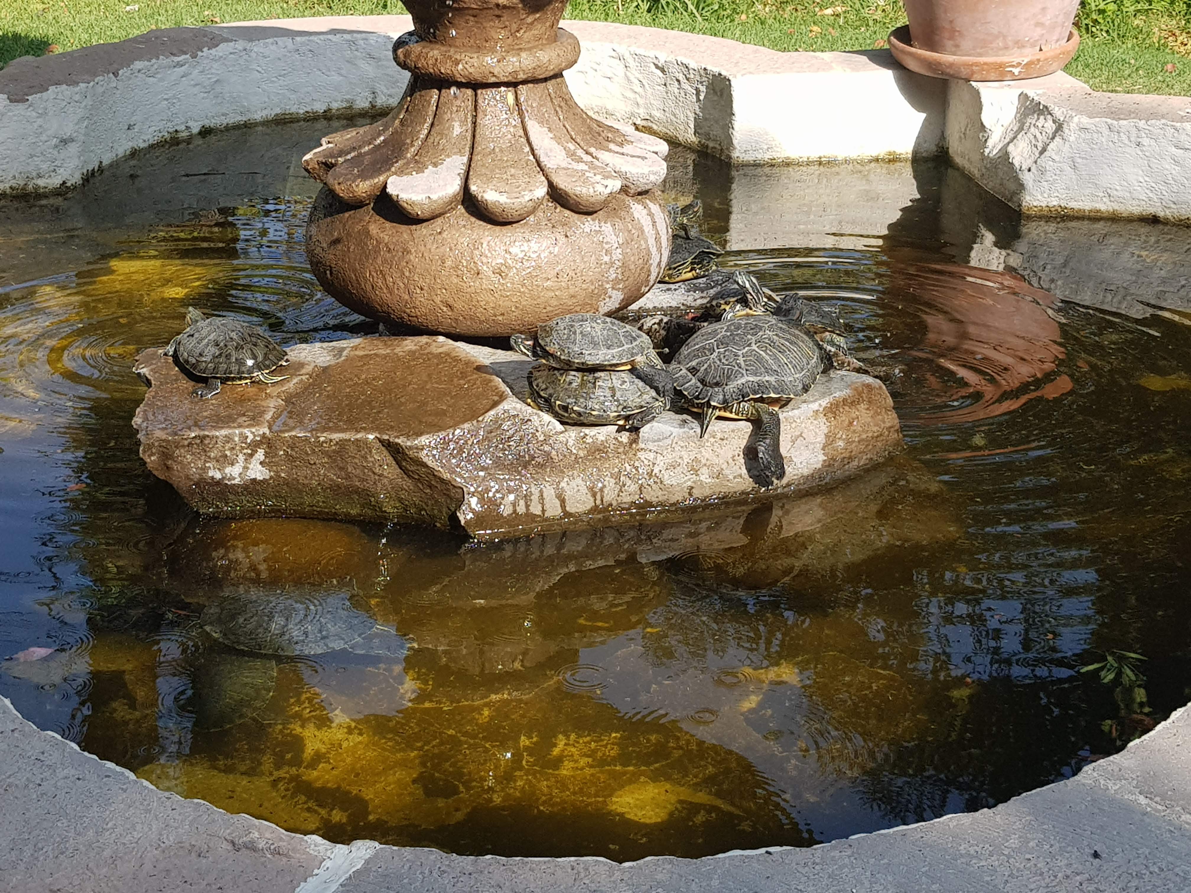 Ivanhoe Restaurante image 9