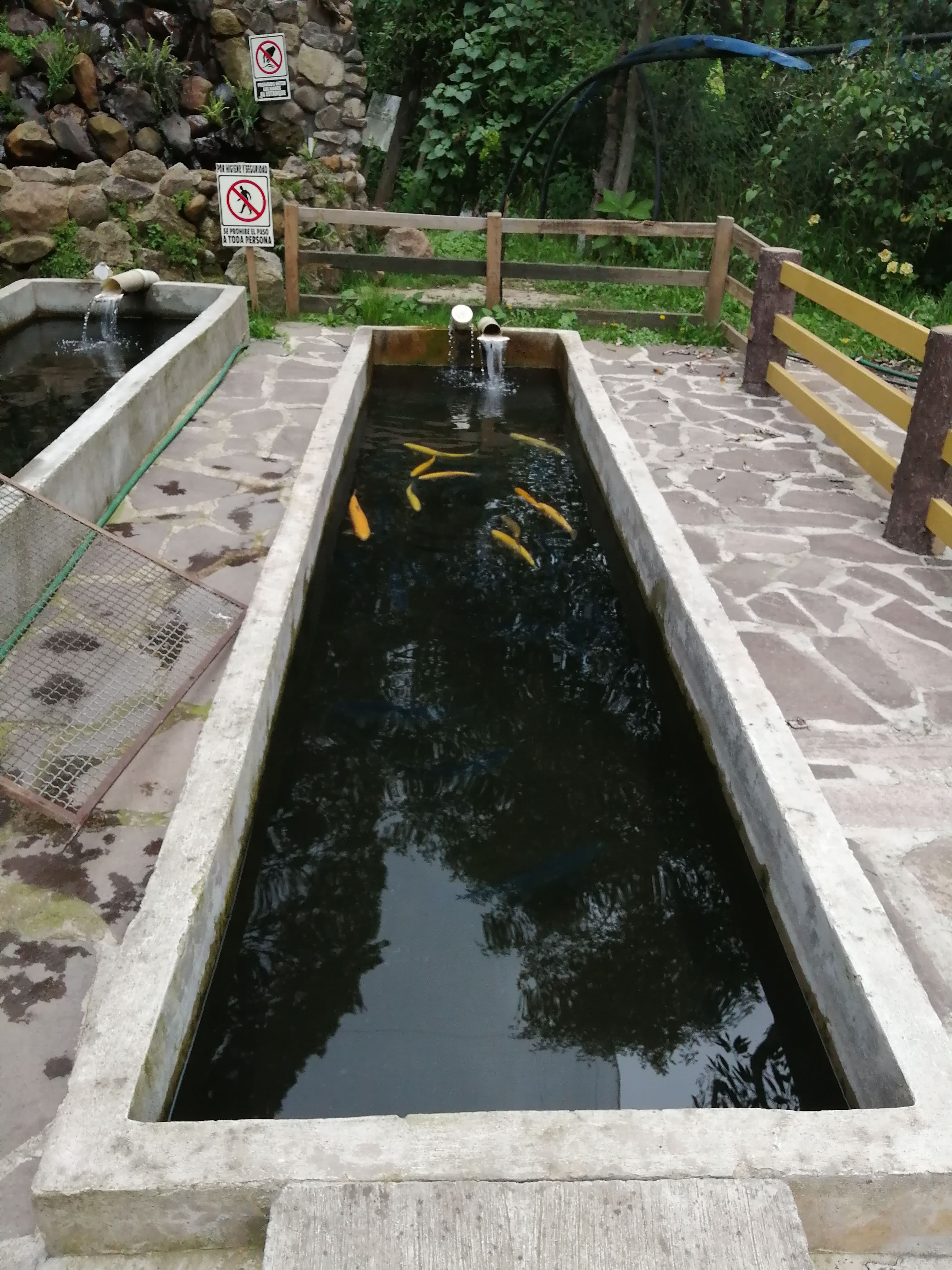 Truchas Ojo De Agua image 6