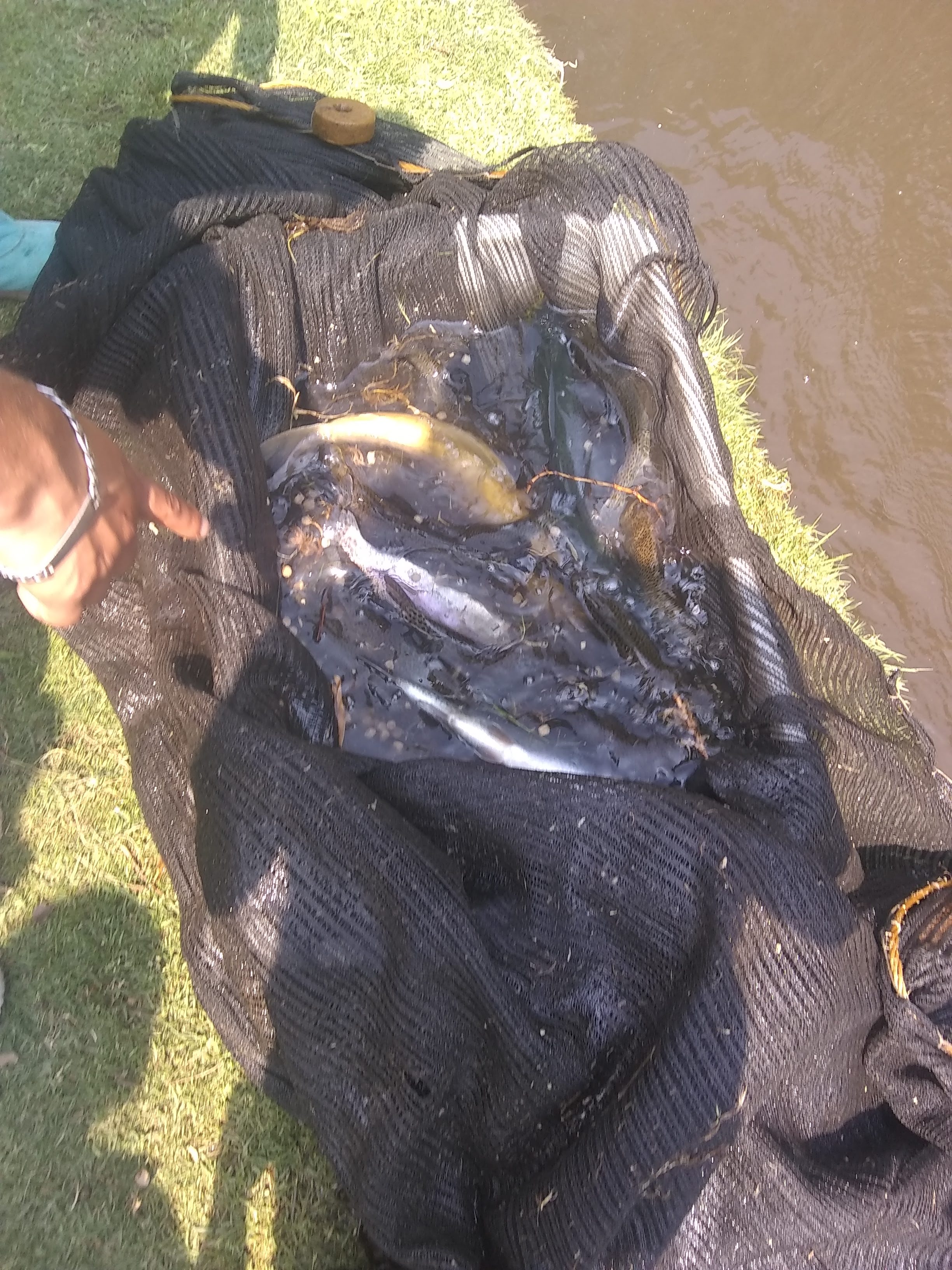 Truchas Don Chilo image 3