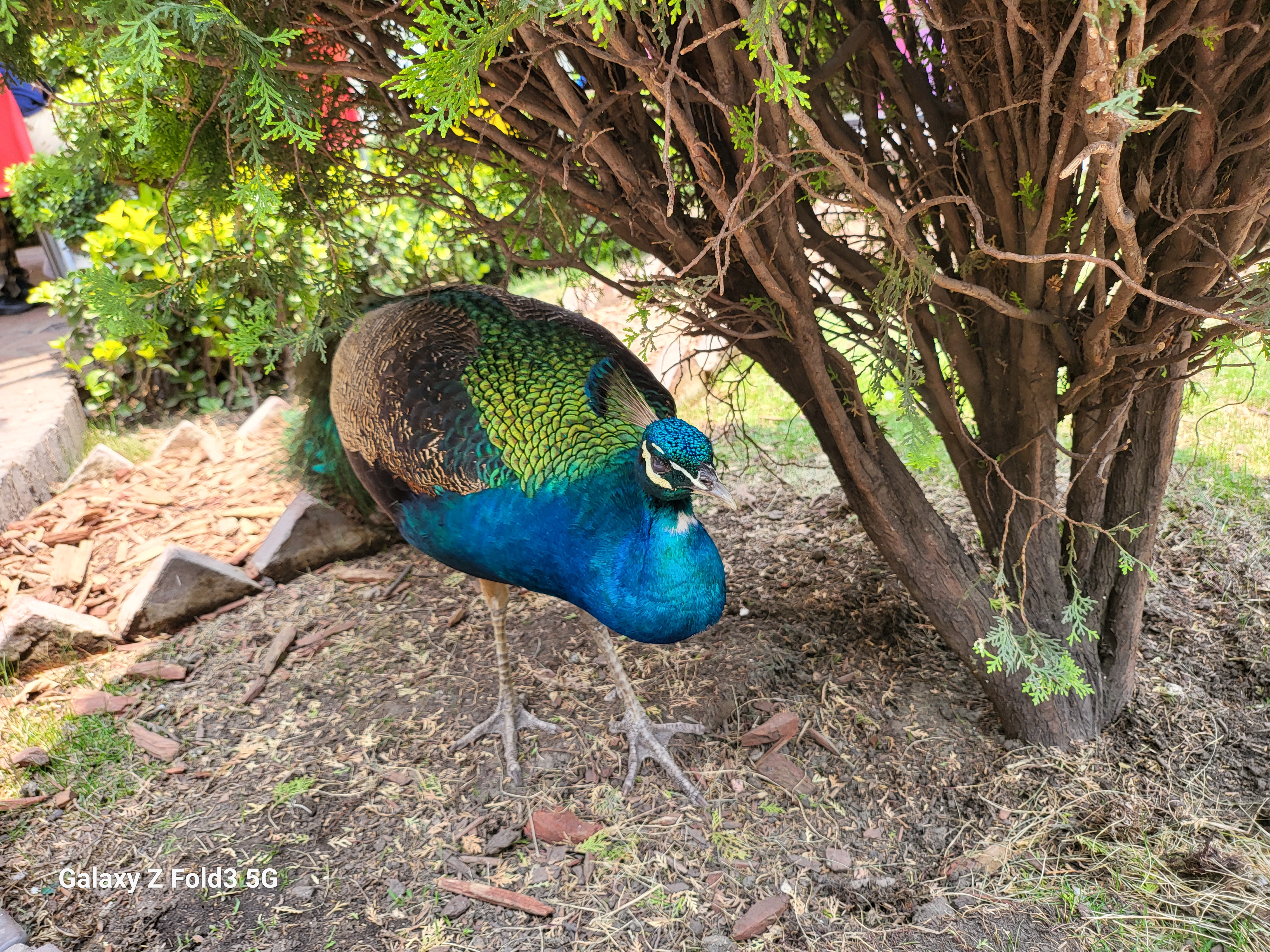 El Aviario Restaurante image 4