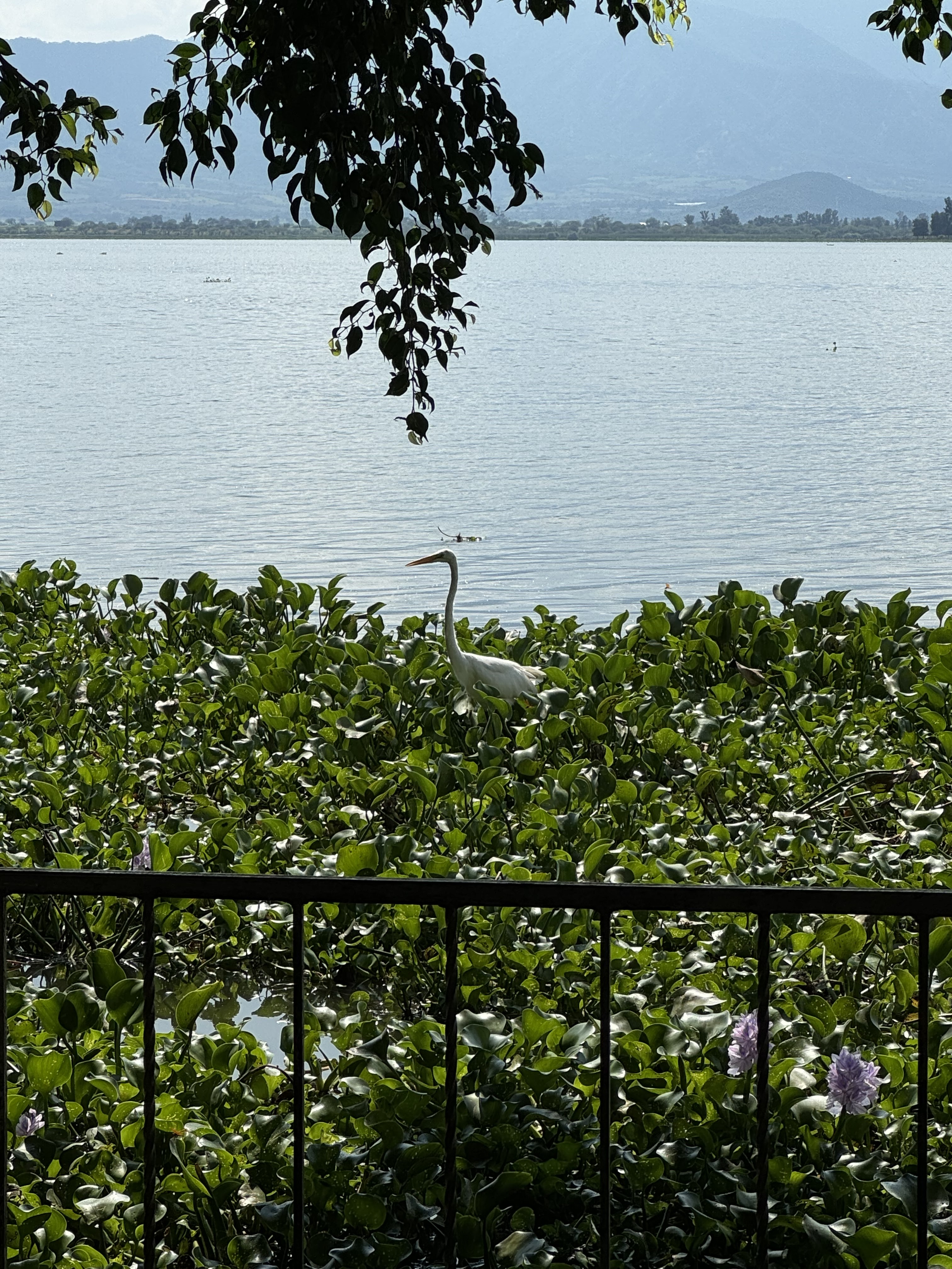 Restaurante SOKY Teuchitlán image 10