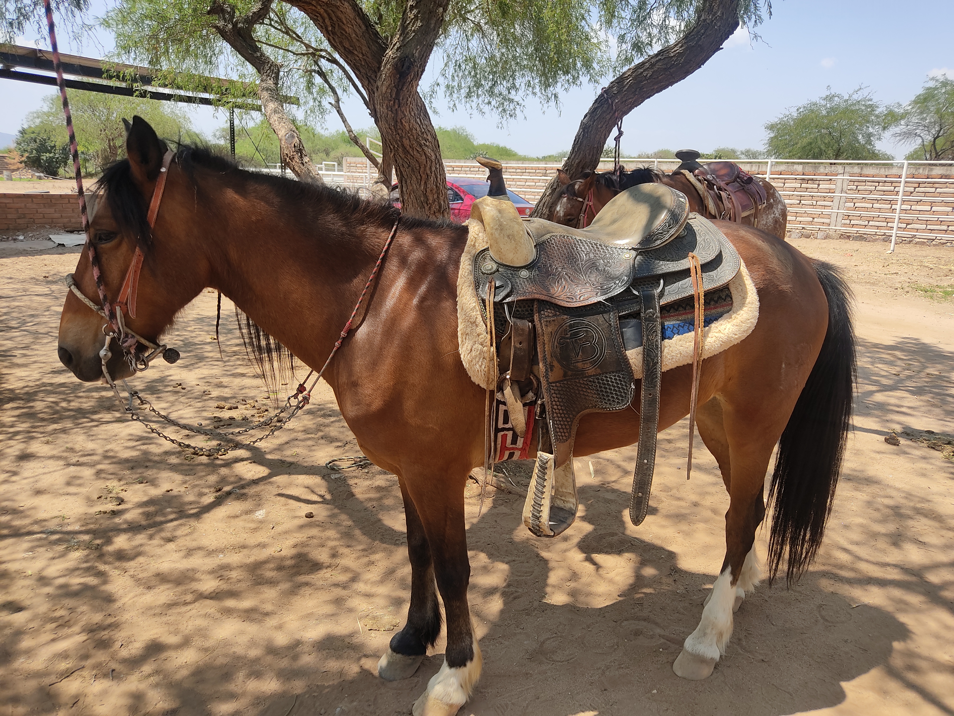 Mi Querido Viejo Restaurante image 6