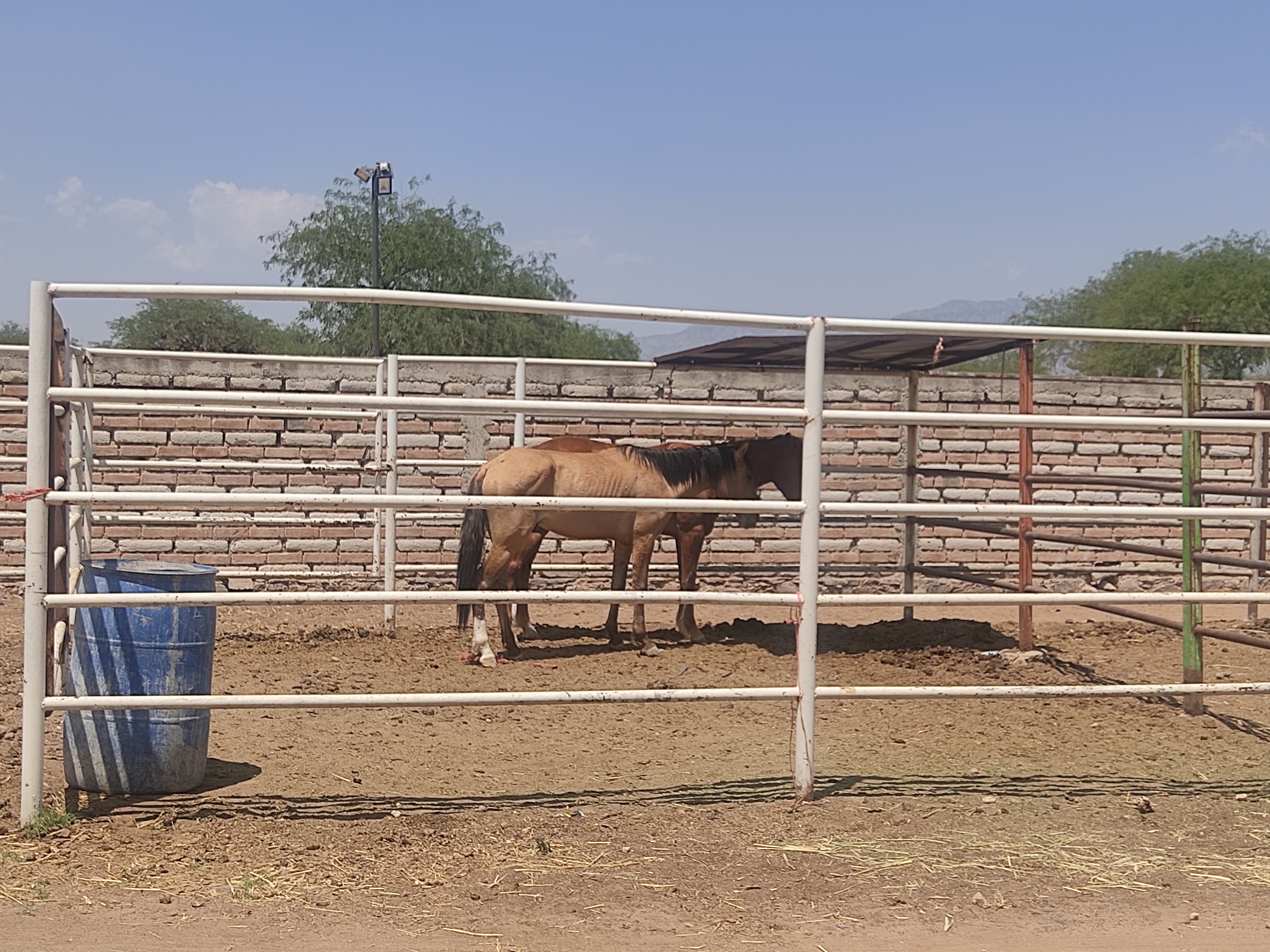 Mi Querido Viejo Restaurante image 8