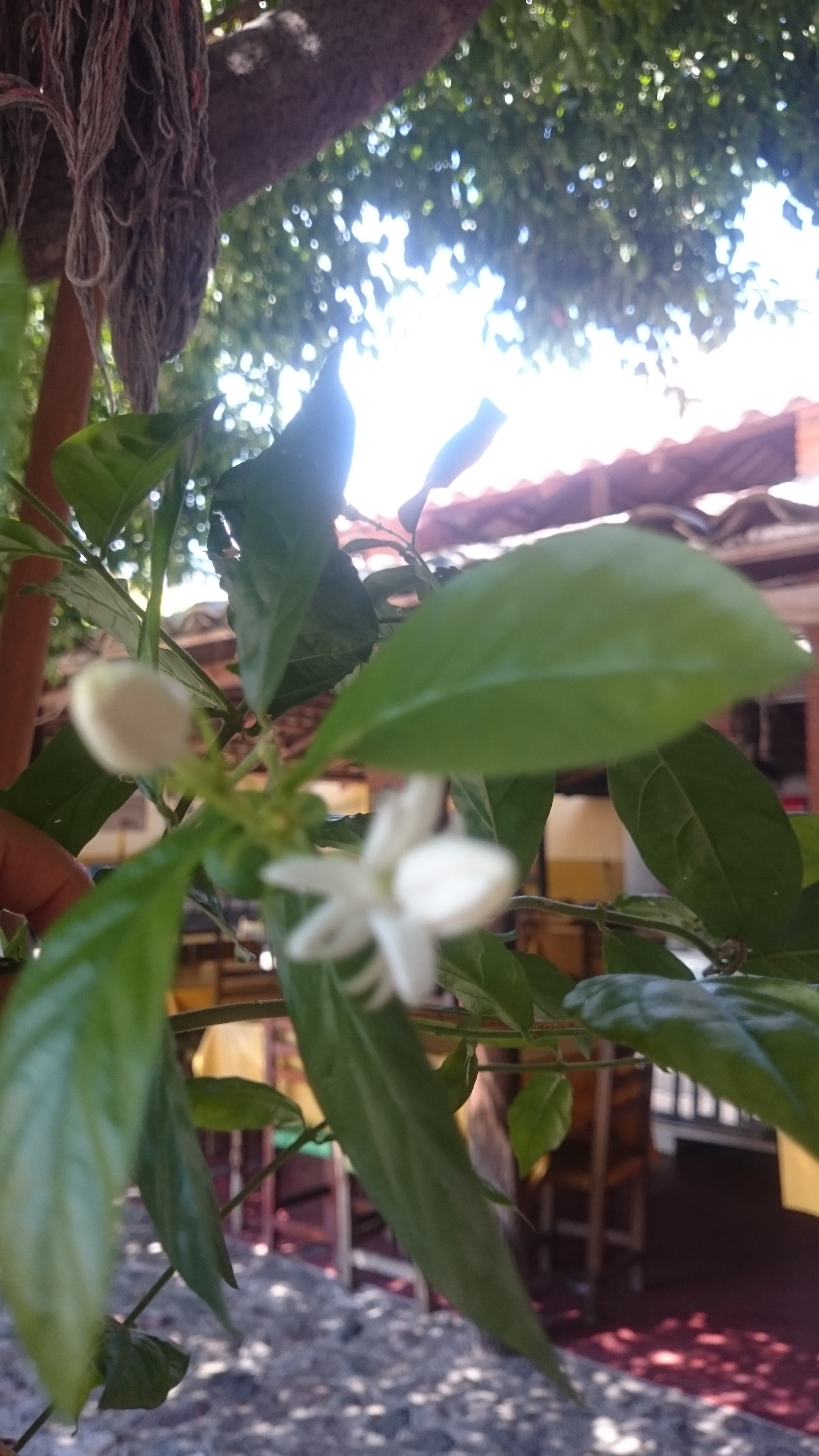 Restaurante La Troje, Tehuixtla, Chinantla, Puebla image 7