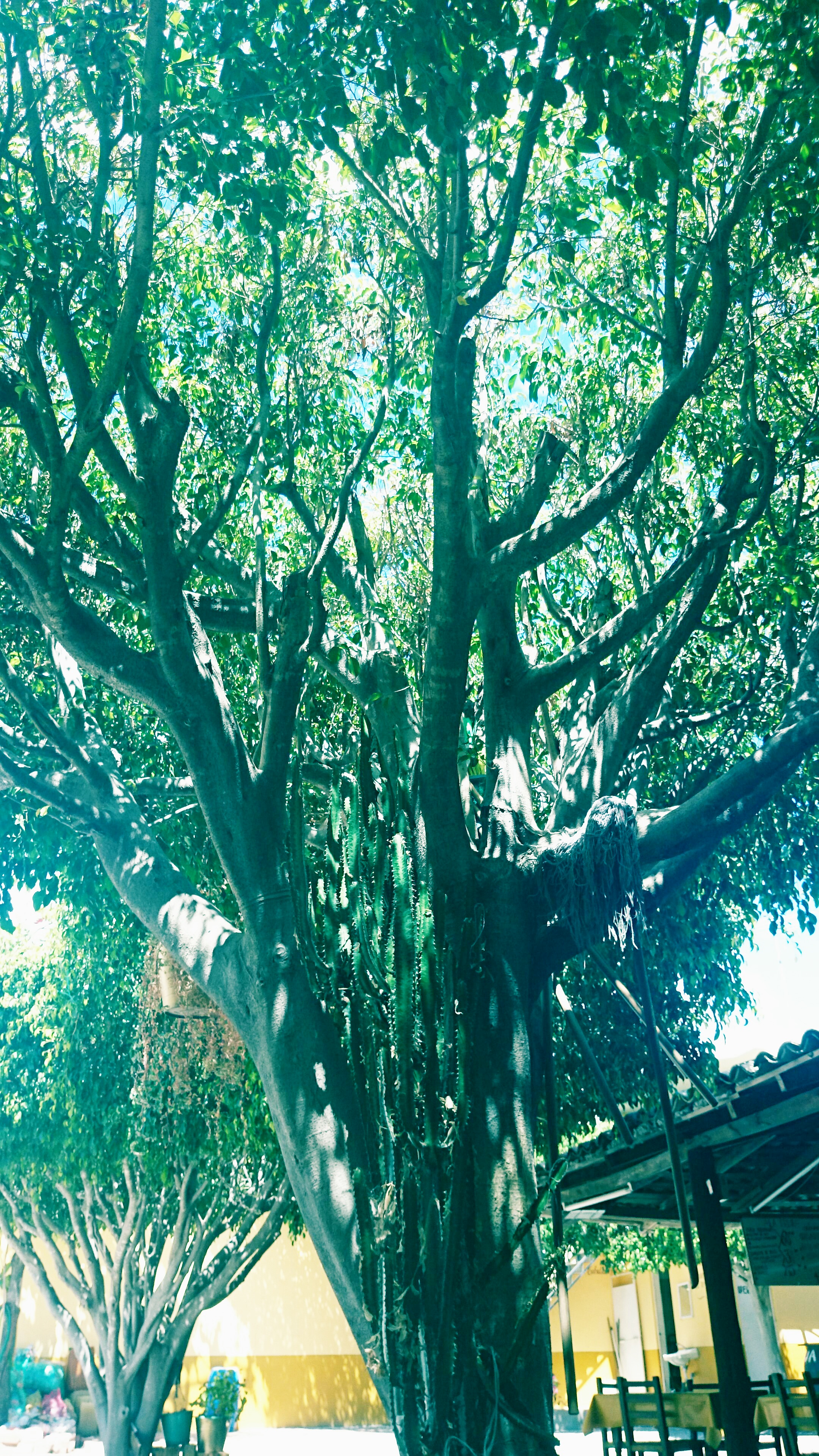 Restaurante La Troje, Tehuixtla, Chinantla, Puebla image 8