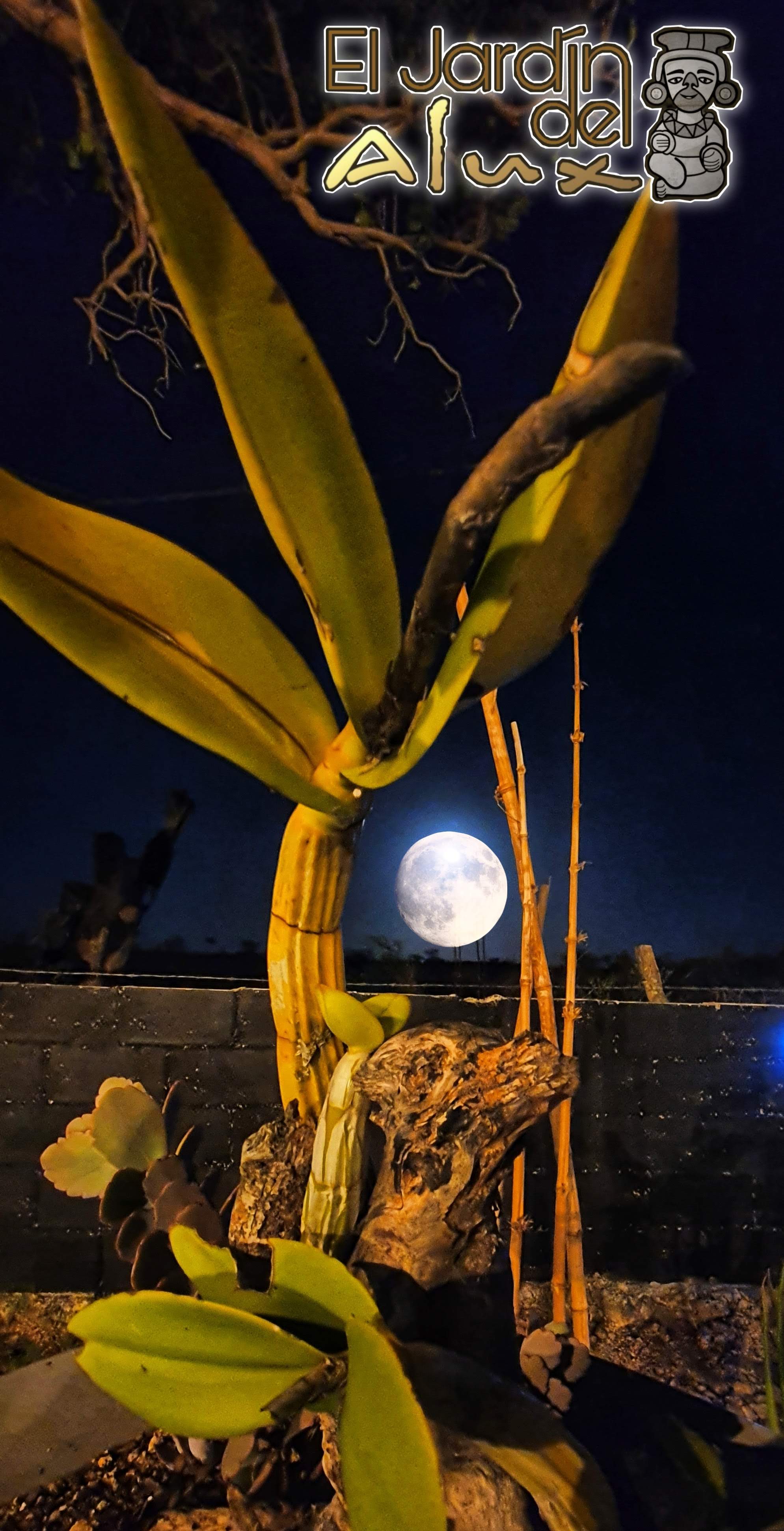 El Jardín del Alux image 6