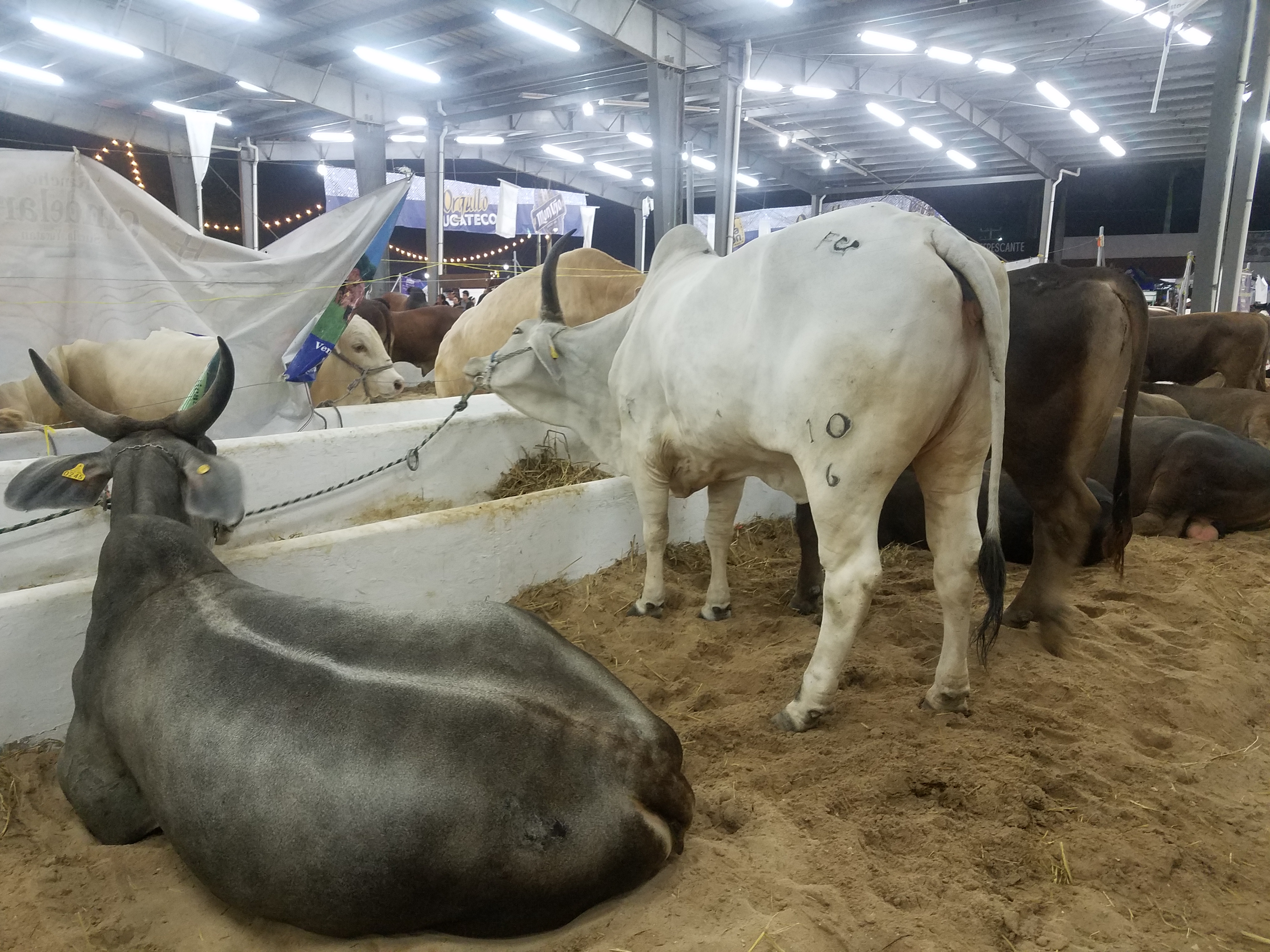 Andaluz La Providencia image 10