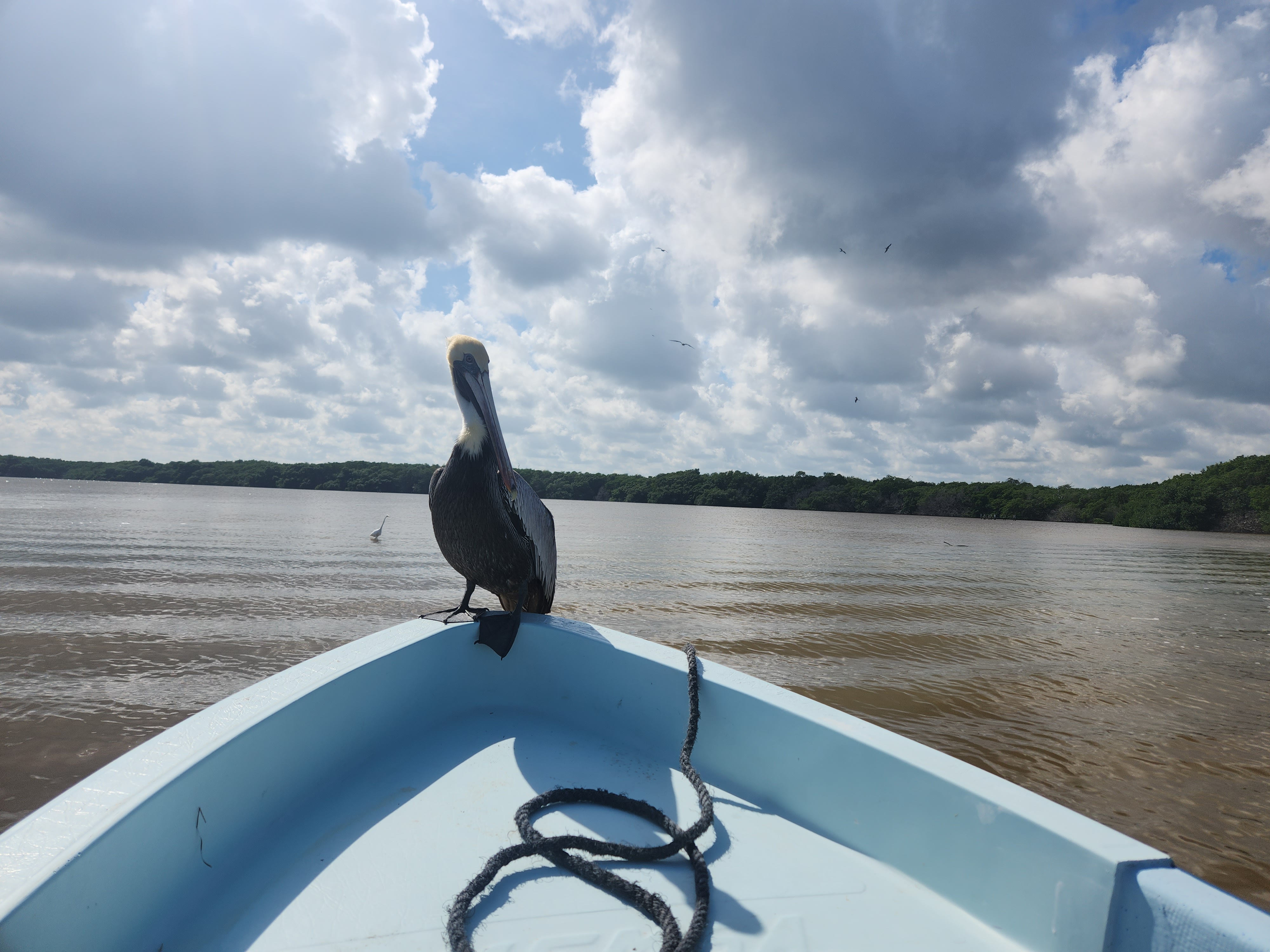 La Mojarrita de Rio Lagartos image 5