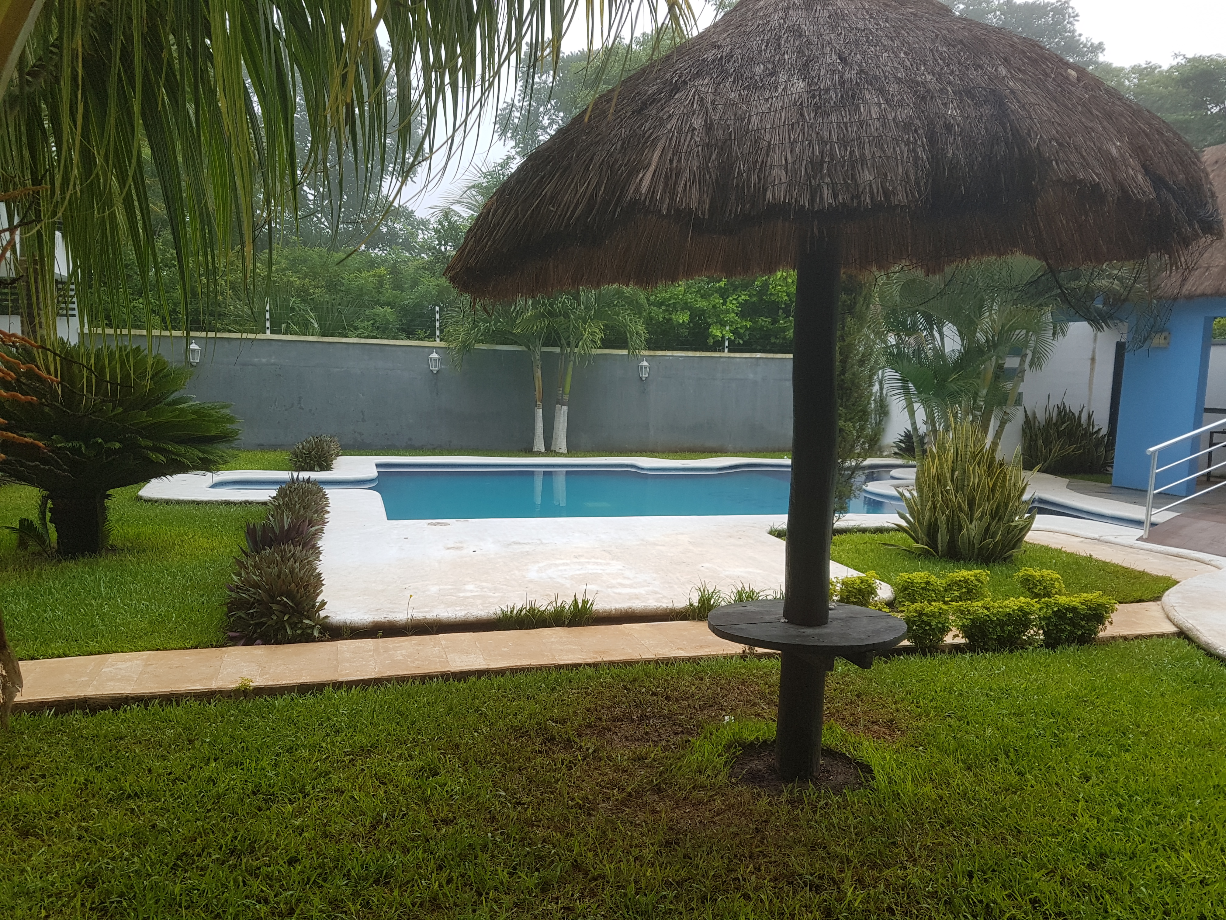 Los delfines image 9