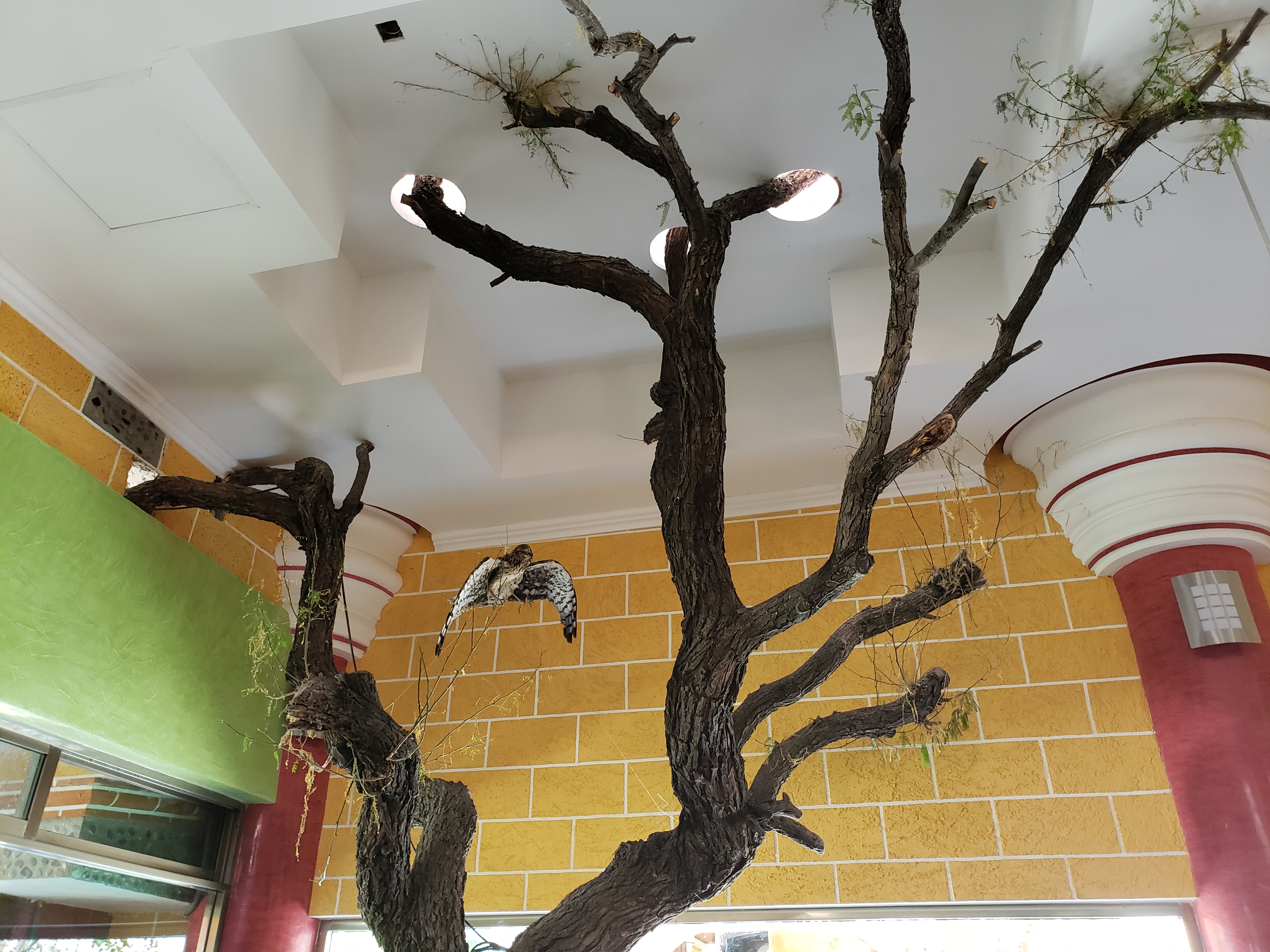 Restaurant-fiesta image 8