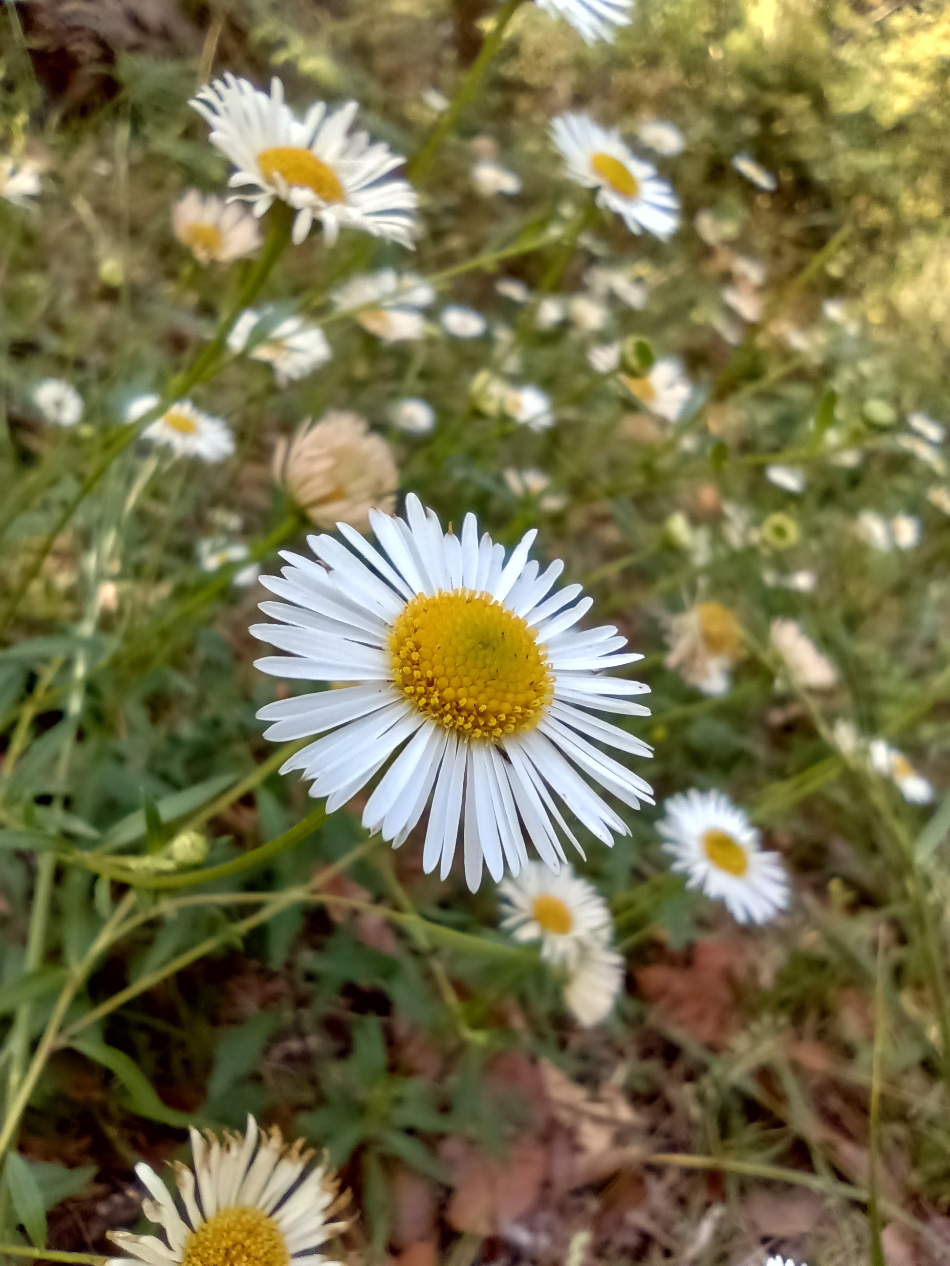Truchas el cañon image 9