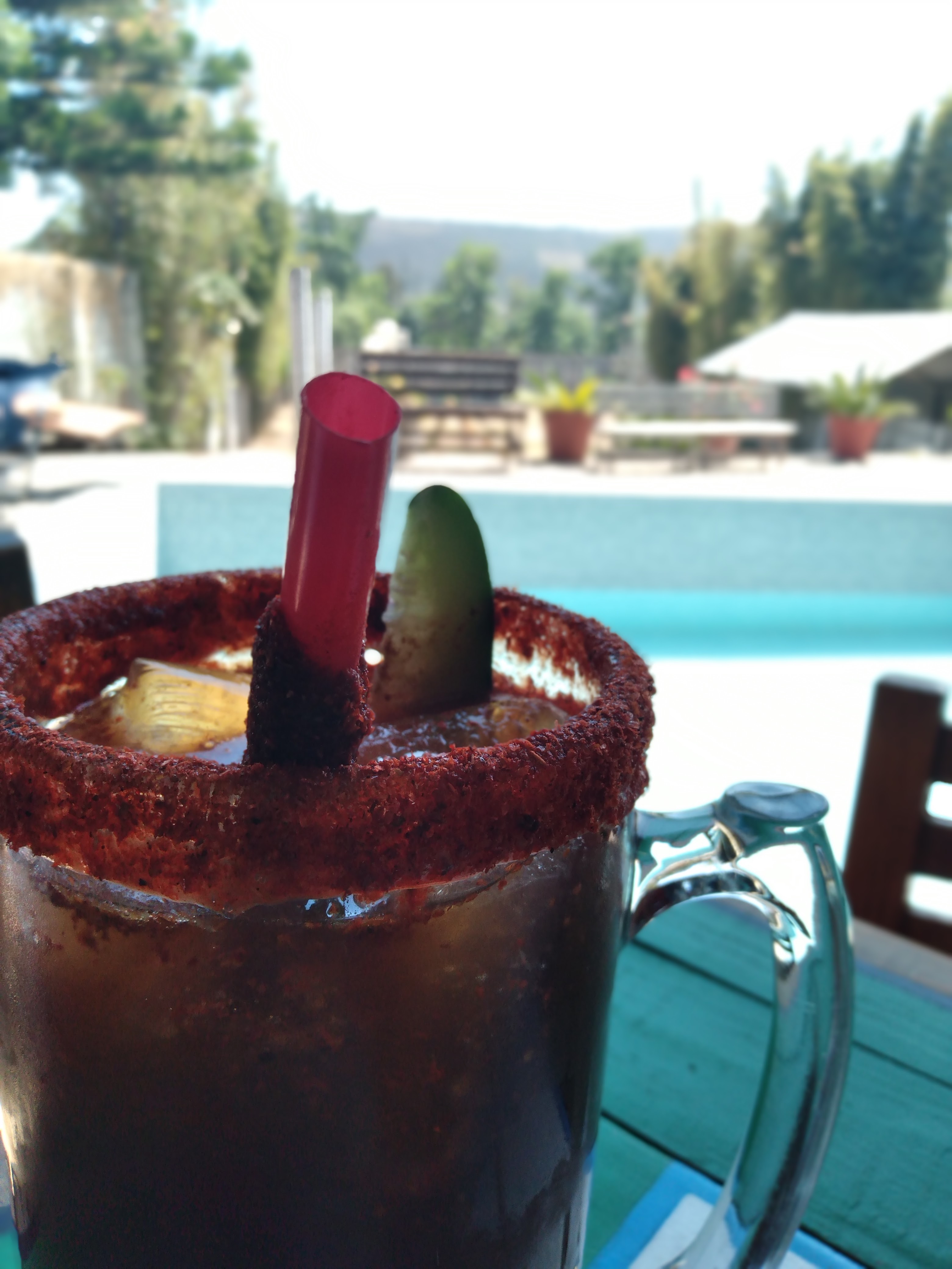 El cactus restaurante image 6